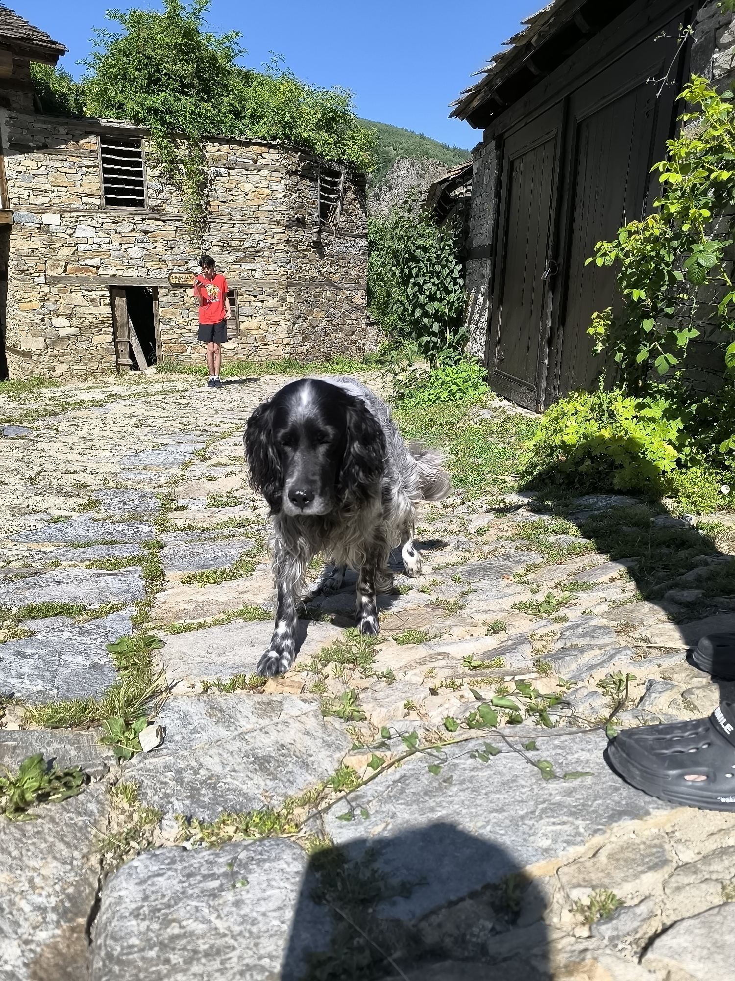 In the historic village of Kovachevitsa, Bulgaria, a black and white dog stands on a cobblestone courtyard, its gaze directed towards the viewer. Behind the dog, a young person wearing a red t-shirt and black shorts is visible in the middle ground, standing near a rustic stone building. This building, with its wooden doors and weathered windows, is characteristic of the traditional architecture found in the region. The courtyard itself is paved with irregular stones, with patches of green grass and weeds growing between them, suggesting an outdoor, perhaps slightly overgrown, setting. The background features more stone structures and lush green foliage, under a clear blue sky. The overall scene evokes a sense of timelessness and rural charm, a snapshot of daily life in this culturally rich Bulgarian village.