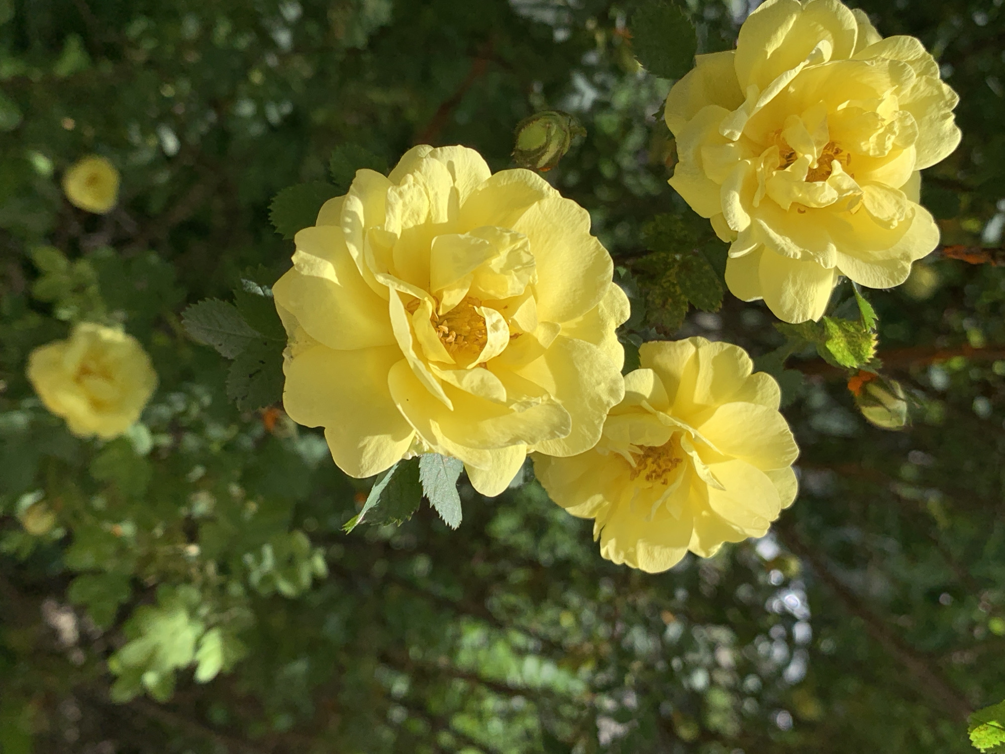 In an outdoor setting, likely a garden or park, three vibrant yellow roses are in full bloom, their petals unfurling under the sunlight. The largest rose is positioned in the foreground, slightly to the left of center, showcasing its intricate layers and golden stamens. To its upper left, another yellow rose blooms, and a third, slightly further back and to the right, is also visible. A closed rose bud, tightly wound and green, sits to the left of the main rose. The background is a blur of lush green foliage and branches, suggesting a natural, uncultivated environment. The lighting indicates it is daytime, with sunlight casting shadows and highlighting the textures of the petals and leaves. There are no people or man-made structures visible in the image.