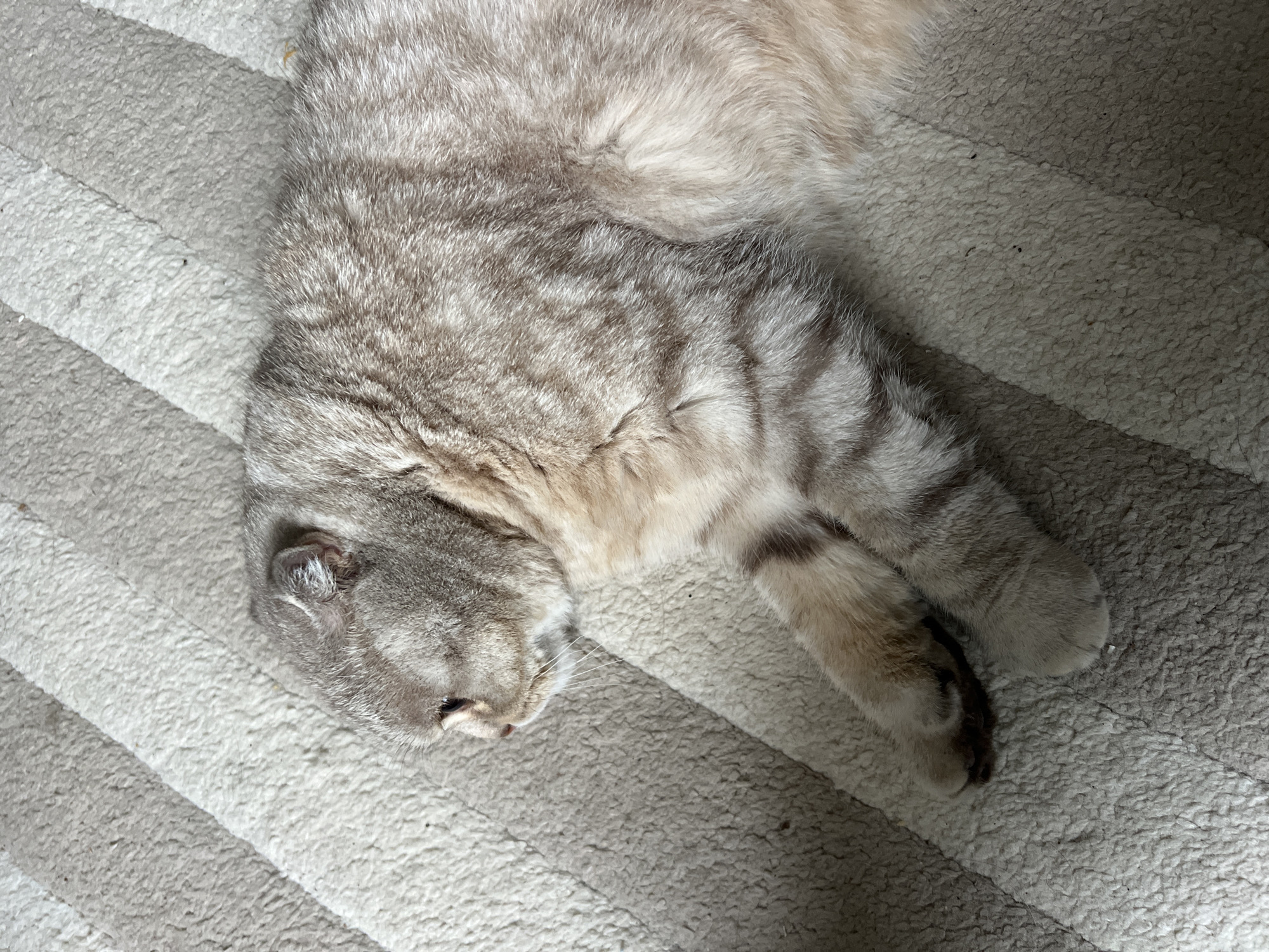 A light gray and white tabby cat is captured lying peacefully on a striped rug in an indoor setting. The cat is stretched out on its side, occupying the right and central portions of the frame, with its head resting towards the lower left. Its eyes are closed, indicating it is either asleep or deeply resting. The cat's fur displays a distinct tabby pattern with darker gray stripes over a lighter, creamy-white base. One ear is visible in profile, appearing to be folded, and its muzzle and whiskers are also discernible. The front paws are visible in the lower right, revealing darker fur on the paw pads.
The cat is resting on a textured rug or carpet characterized by broad, alternating stripes of light cream/off-white and a slightly darker, muted gray. The lighting is natural and bright, suggesting it is daytime, and creates soft shadows that highlight the textures of both the animal's fur and the carpet. Small specks of dust or debris are visible on the carpet's surface. The scene evokes a tranquil and domestic atmosphere. There is no visible text in the image. The location context provided is Chaikovsky, Russia.