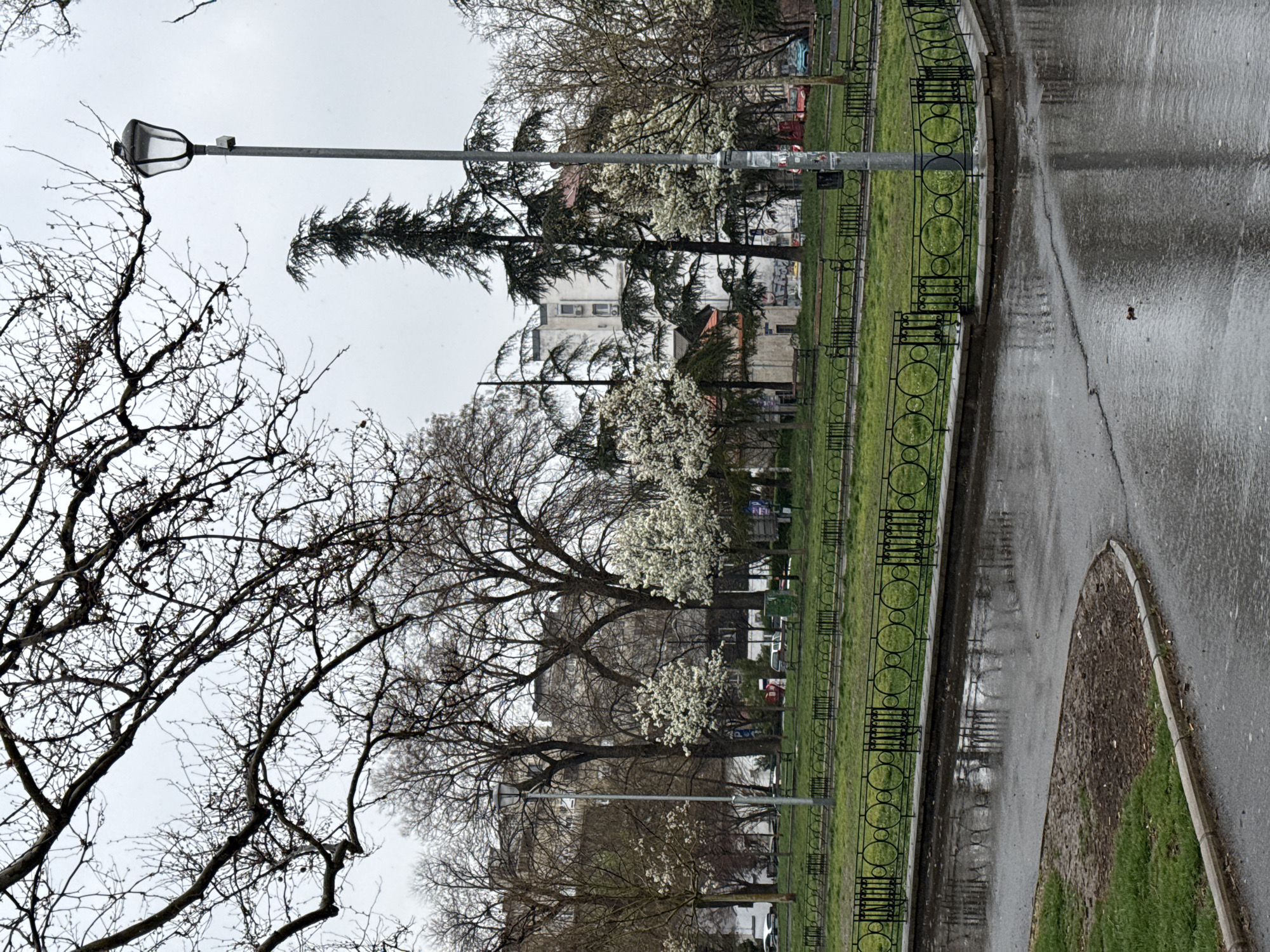 The image depicts an urban park scene in Belgrade, Serbia, on an overcast day following precipitation, evidenced by wet, reflective surfaces. In the foreground, a dark grey asphalt path, wet and showing reflections of the sky and tree branches, curves from the lower-left corner towards the right. A small, muddy patch of ground borders the path on the left, adjacent to a strip of green grass.
A low, black, ornate metal fence, featuring a repeating pattern of circles and vertical bars, runs horizontally across the mid-ground, separating the path from a manicured green lawn. Several dark-colored park benches are visible on the grass behind this fence.
Numerous trees populate the mid-ground and background. Many are deciduous, displaying intricate, bare dark branches against the light grey, cloudy sky, indicating late winter or early spring. Interspersed among these are several smaller trees with prominent clusters of white blossoms. A tall, slender evergreen conifer stands prominently to the right of the central lamppost.
A tall, grey metal lamppost is positioned in the mid-right, featuring a traditional, dark-colored lantern-style light fixture. A small, grey rectangular box is attached to its upper pole, and the lower section of the pole is adorned with several small, obscured paper postings or stickers. Another, less distinct lamppost is visible further to the left.
Through the dense tree line in the background, multi-story urban buildings are discernible. These structures predominantly feature light-colored facades and numerous windows, with one prominent white building showing several balconies. Faint outlines of parked vehicles, including a red car and a light blue car, are visible behind the trees and fence in the distance. No individuals or animals are present in the scene.