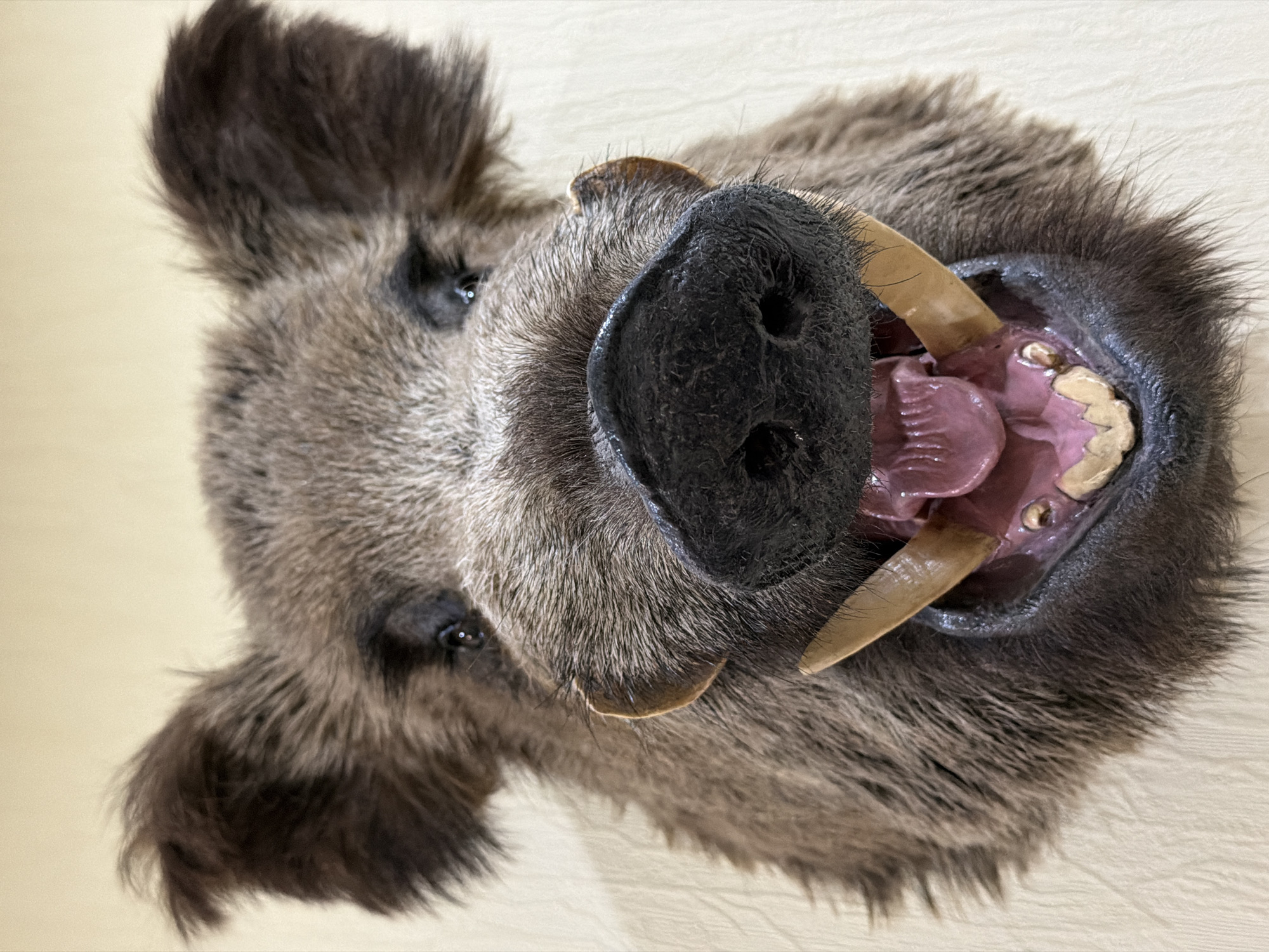 This media file displays a close-up, slightly angled shot of a taxidermied wild boar's head mounted on a light-colored background, likely a wall. The boar's head is predominantly covered in thick, coarse, grayish-brown fur, giving it a rugged appearance.
The most prominent feature is the boar's dark, leathery snout with two distinct nostrils, positioned centrally and slightly angled towards the viewer. Its mouth is wide open, revealing impressive, long, yellowish-beige tusks protruding from both the upper and lower jaws. Inside the mouth, a pinkish-purple tongue is visible, along with several yellowish teeth set into the gums.
The boar's small, dark eyes, though largely obscured by fur in some views, show a reflective glint, adding a sense of realism. Its ears, also covered in fur, are partially visible towards the top and sides of the head. The facial fur exhibits varying shades of brown and gray, with some darker patches around the snout and lower jaw.
No specific activity is taking place; the image captures a static display piece. The background is a plain, light, uniform surface, possibly a wall, suggesting an indoor setting like a hunting lodge, private residence, or museum display. There is no visible text, and the time of day or weather conditions cannot be determined from the image. The object itself conveys a sense of wildness and might serve as a hunting trophy or decorative item in Nikolo-Beryozovka, Russia.