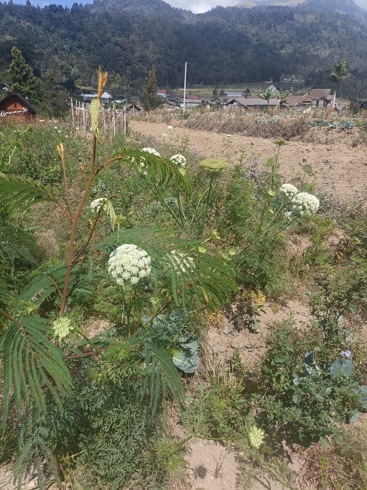 The image depicts a rural scene in Kopeng, Indonesia, with a focus on vegetation in the foreground and a village nestled against a forested mountain in the background. The foreground is dominated by a variety of plants, including a shrub with feathery green leaves and delicate white flower clusters. There are also other flowering plants with similar white umbels, and some leafy green vegetables, possibly cabbage, are visible. The ground is a mix of dry soil and sparse green grass.

In the mid-ground, a small cluster of buildings with traditional Indonesian architecture, characterized by tiled roofs and wooden elements, is visible. These buildings appear to be part of a village. Fencing and what looks like cultivated fields or gardens are also present. A wooden structure, possibly a small house or shed, with signage that reads "@jawara_art_3d" is situated to the left of the village.

The background features a densely forested mountain slope, indicative of the natural landscape surrounding Kopeng. The sky is partly cloudy. The overall impression is one of a tranquil, agrarian setting in a mountainous region. There are no people visible in the image.
