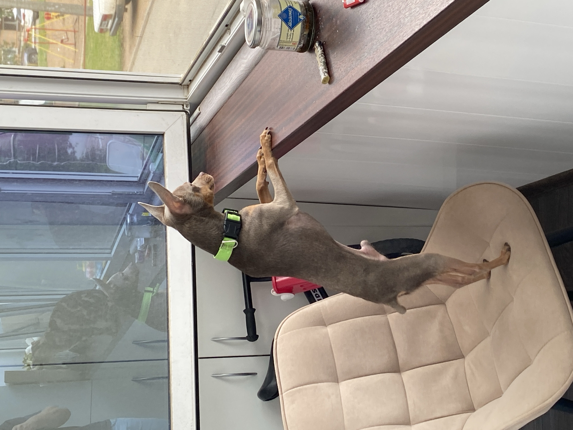 A gray miniature pinscher dog wearing a green collar is standing on its hind legs, with its front paws resting on a dark brown countertop. The dog is positioned in front of a window, and its reflection is visible in the glass. Next to the dog on the countertop is a jar of pickled cucumbers labeled "Малосол," and a toy car. A beige, quilted chair is in the background. The scene is indoors, likely in a residential setting in Chaikovsky, Russia.