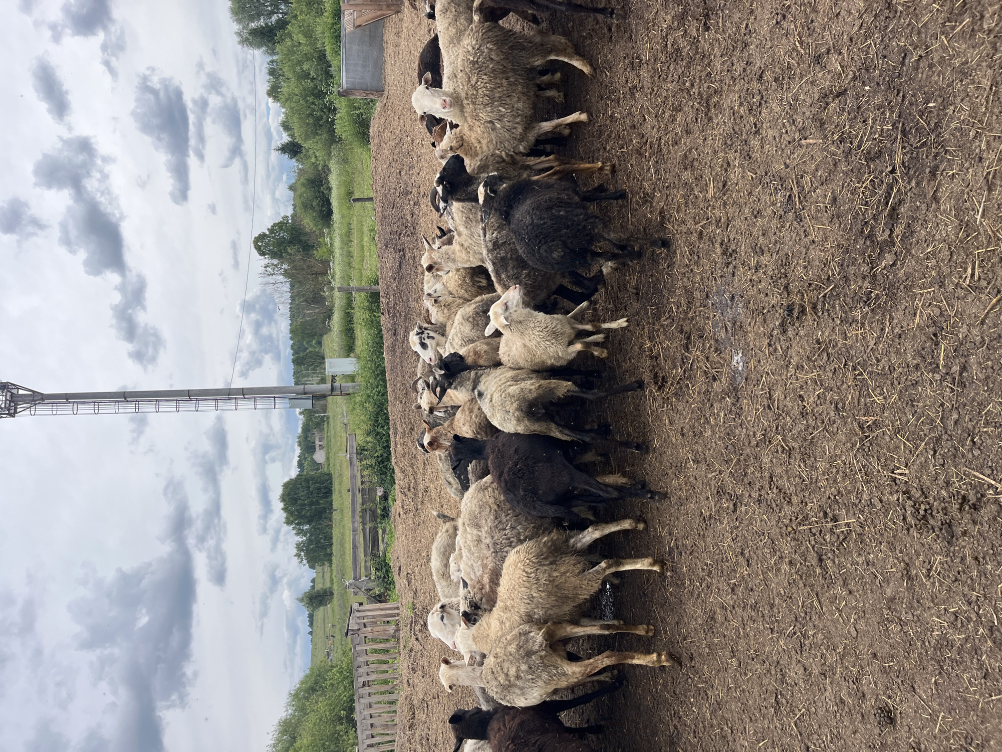 A herd of sheep is gathered in a muddy enclosure. The sheep are of various colors, including white, black, and brown. Some are facing the camera, while others have their backs turned. The ground is covered in mud and straw, with some small piles of sheep droppings visible. In the background, there is a wooden fence, green trees, and a cloudy sky with a tall tower. The scene appears to be in a rural area.