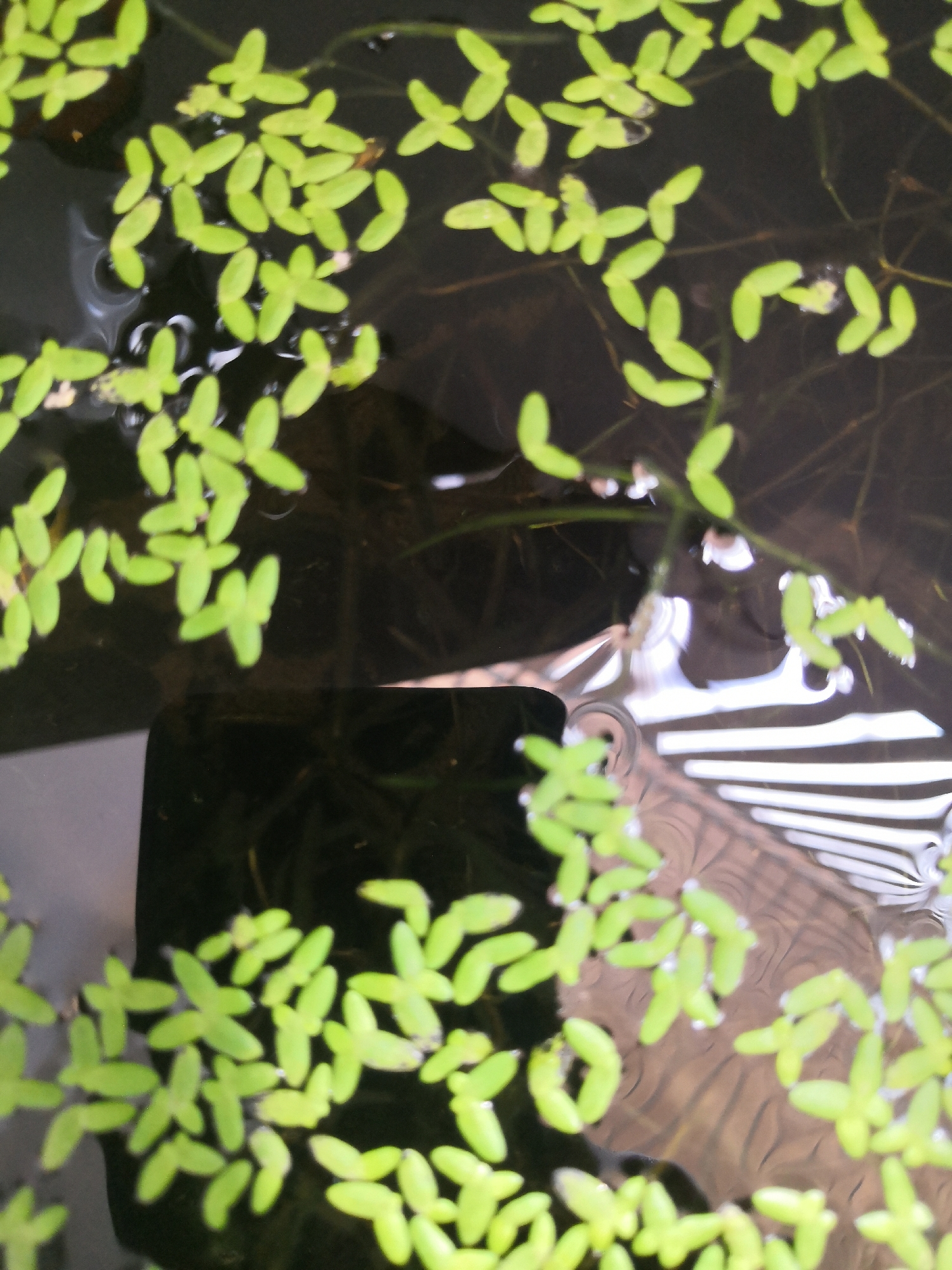 This is a top-down, medium shot photograph of a body of dark water covered with a dense layer of small, bright green duckweed. The duckweed leaves are oval-shaped and appear to be clustered together, with some individual leaves visible. The water's surface is partially obscured by the duckweed, but reflections of bright, white light are visible in the gaps, suggesting an overhead light source or sky. The dark water has a slightly murky appearance, and faint, thin, dark lines, possibly submerged plant stems or debris, are visible beneath the duckweed in places. In the lower portion of the image, a dark, rectangular object, possibly a container or a submerged object, is visible through the water and duckweed. The scene is likely outdoors, possibly in a pond, water feature, or a still body of water in a natural or semi-natural setting within Bac Nha Trang Ward, Vietnam. There are no people or animals visible in the frame.
