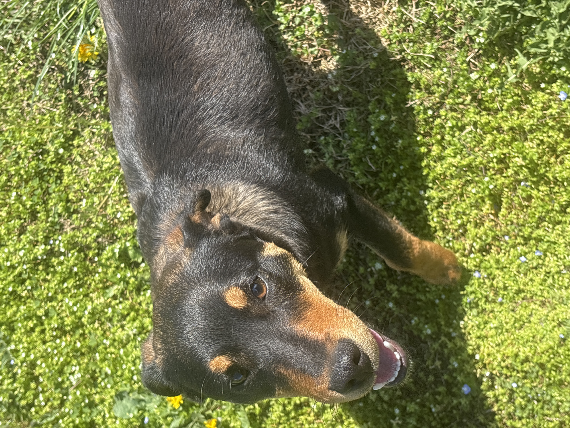 A black and tan dog lies on a lawn of green grass with yellow and white flowers. The dog is lying on its side and facing the camera. It has brown eyes and a pink tongue. The lighting is bright, suggesting a sunny day. The city of Lehchevo, Bulgaria is not discernible from the image.