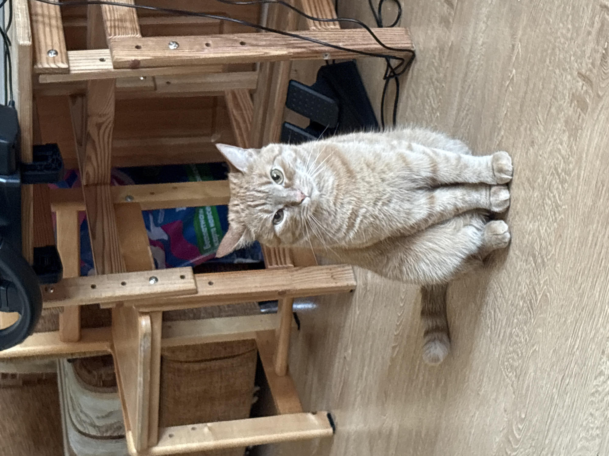 An orange tabby cat lies on a light brown wood floor next to a light brown wood stool. The cat's tail extends behind its body, and its legs are curled beneath it. The cat faces left, looking up. The stool appears to have a basket on its lower tier. Various dark cables and a black object are visible above the cat and stool. A section of a game-playing wheel is visible to the left of the stool.