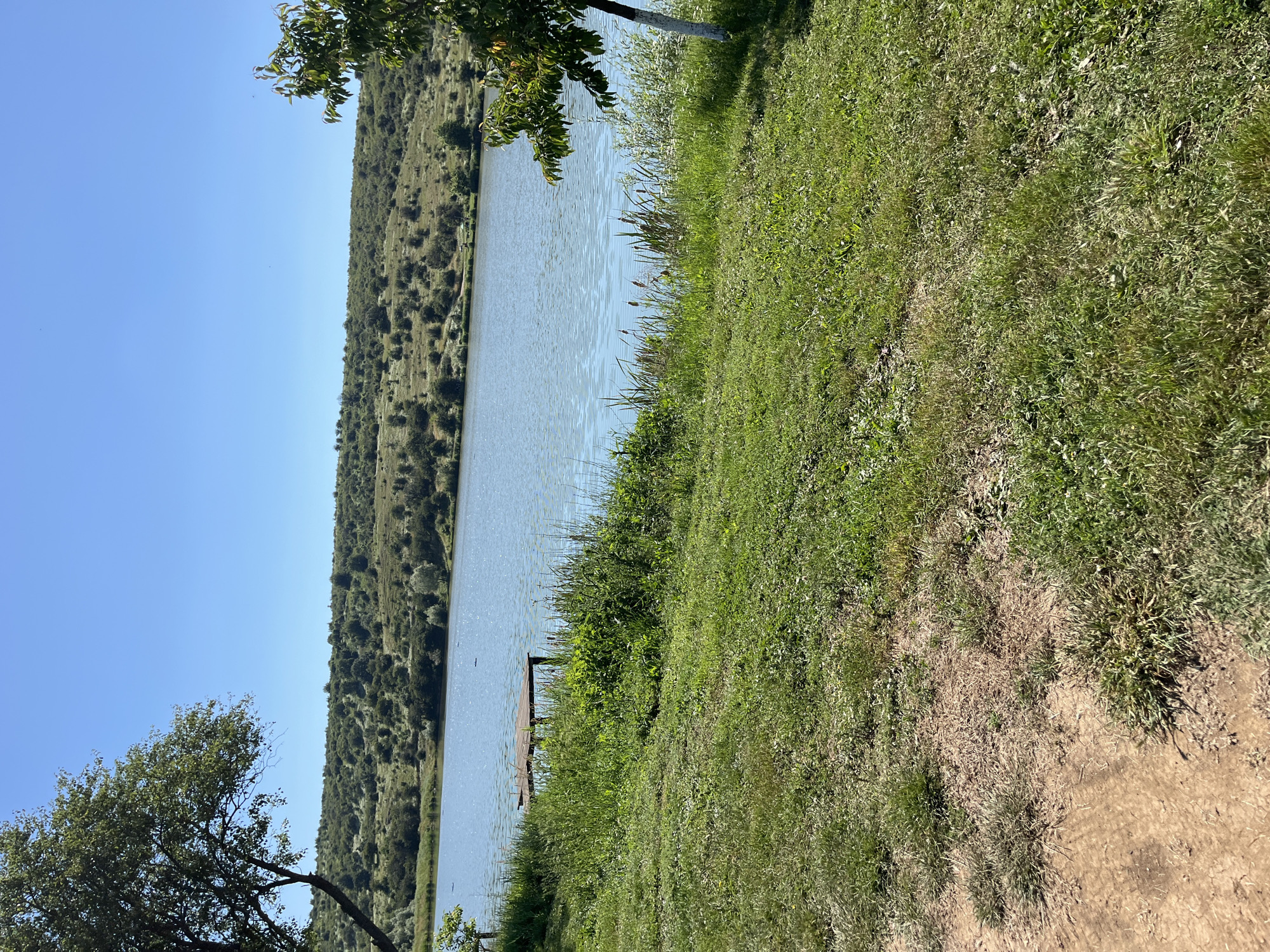 This image depicts a serene natural landscape. In the foreground, a patch of dry, brown earth is visible to the left, bordered by green grass. The grass continues to the right, with a portion of a tree trunk, painted white, on the far right edge. The middle ground features the edge of a calm body of water, with reeds and tall green vegetation growing along the bank. A simple wooden dock extends into the water. The background is dominated by a gently sloping hill covered in sparse green bushes and trees, with a clear, bright blue sky above. There are no people visible in the image, and no objects that would indicate a specific urban location. Without further context, it is not possible to determine its location within the city of Botevo, Bulgaria.