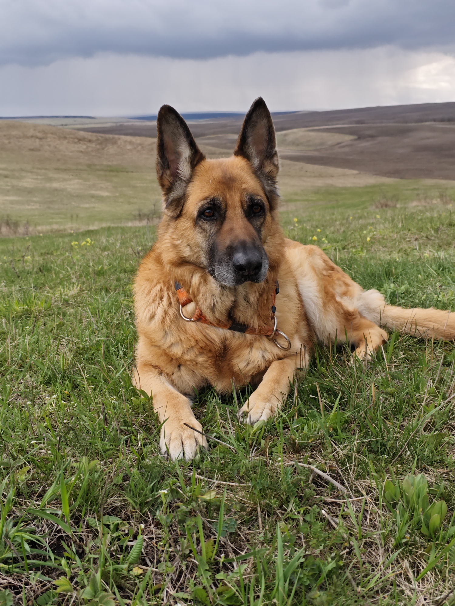 A German Shepherd dog is lying in green grass, facing slightly to the right, in what appears to be a rural setting. The dog has a reddish-brown and black coat and is wearing an orange harness with a metal ring. The background consists of rolling hills with varying shades of green and brown, and a cloudy sky overhead, suggesting possible rain. The landscape could be described as open grassland or pasture. The photograph does not definitively confirm the location as Etoka, Russia, but the landscape is consistent with rural areas in the region. There are no other people, subjects or objects of interest.