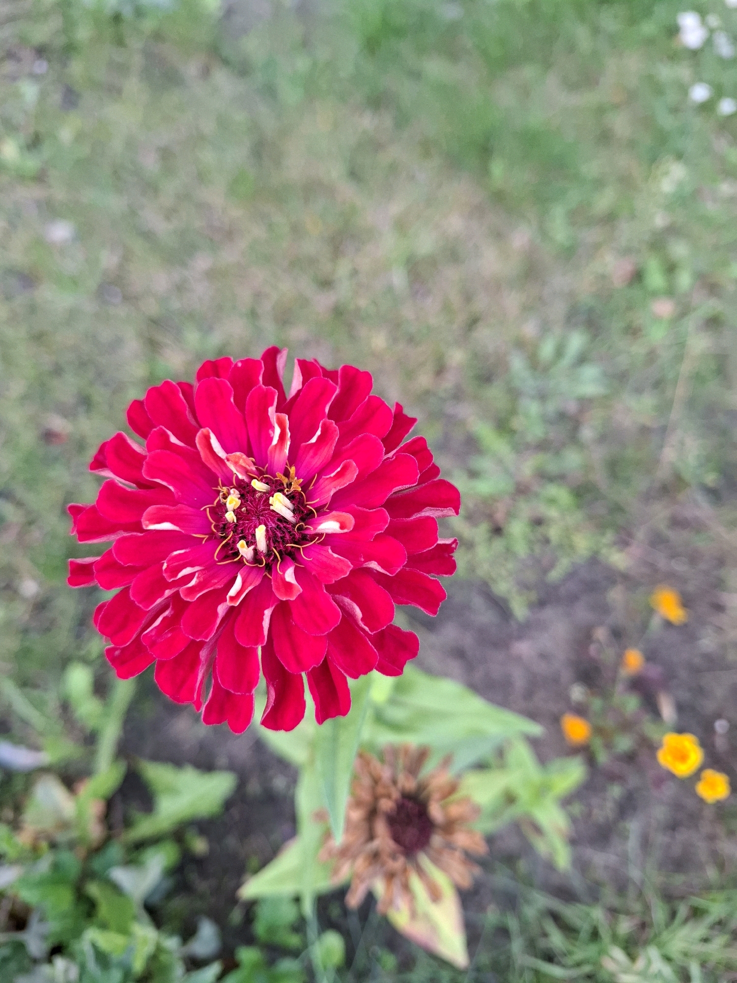 A close-up, eye-level shot features a vibrant red zinnia flower in the foreground, slightly off-center to the left. The zinnia is in full bloom, with numerous tightly packed petals exhibiting a ruffled texture and subtle white highlights along their edges. The center of the flower reveals yellow stamens and darker red pistils. The flower is attached to a green stem that extends downwards out of frame.
The background is softly blurred, creating a shallow depth of field that emphasizes the zinnia. It consists of a mixture of green grass and dark soil. Scattered throughout the background are smaller, out-of-focus elements, including a dried brown zinnia bloom in the lower right quadrant and several small orange and yellow flowers further in the distance. The overall impression is that of a garden setting, possibly a park or backyard, located in an unspecified urban area. No people are visible in the image.