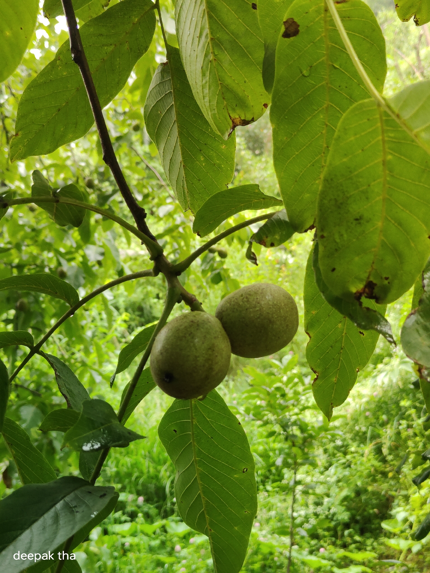 The image is a close-up shot of two unripe walnuts hanging from a tree branch. The walnuts are green and round, with a slightly textured surface. They are surrounded by large, green leaves, some of which have brown spots. The background is a blur of green foliage, suggesting a natural outdoor environment. The image appears to be taken in the city of Vashisht, India. The lighting is soft and diffused, indicating it could be overcast or the image was taken in shade. There are no people visible in the image. The overall impression is one of nature and growth. The watermark "deepak tha" is visible in the bottom left corner of the image.