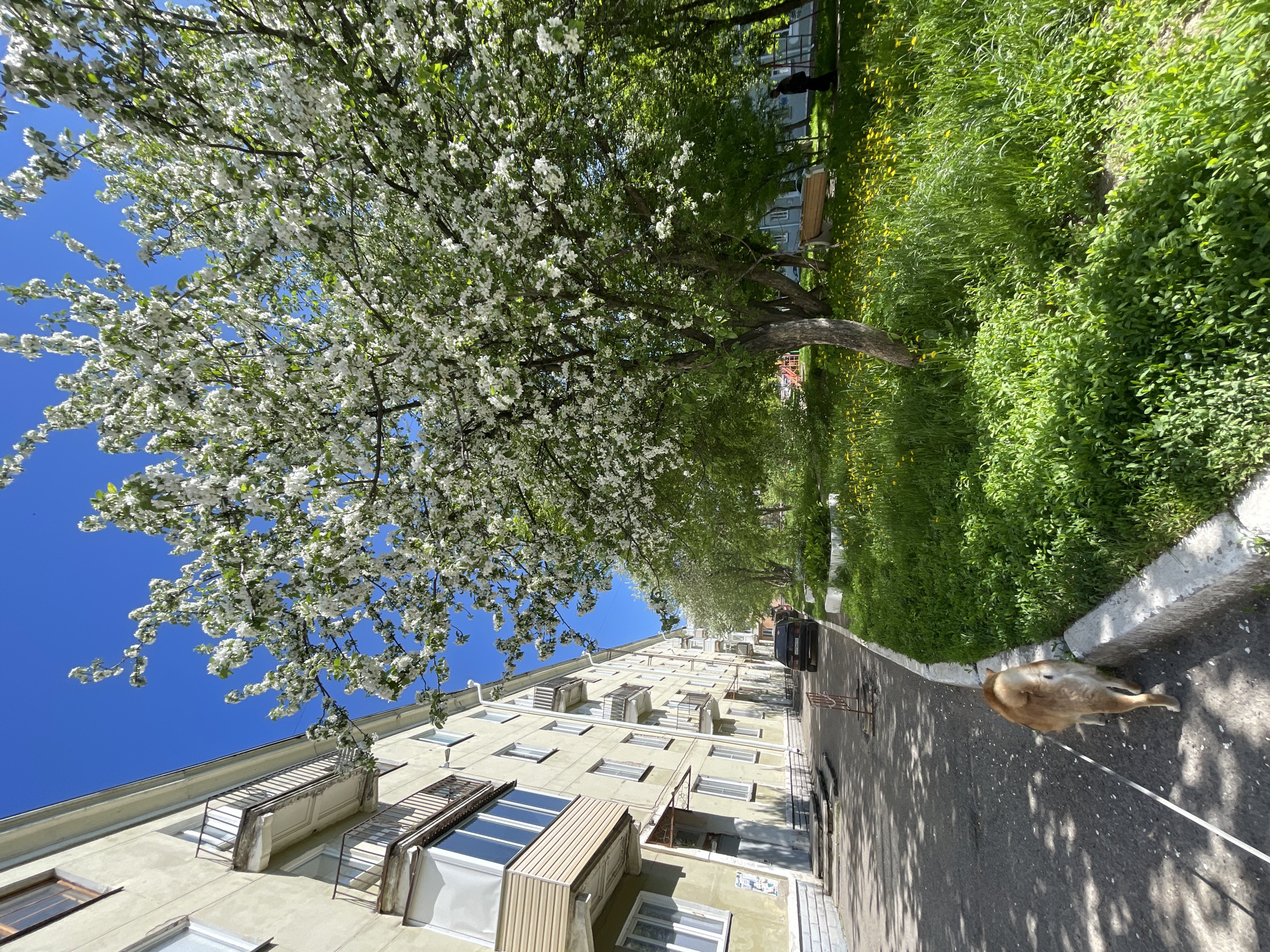 This media file captures a vibrant spring day in Zheleznogorsk, Russia, depicting an urban residential scene. The image is taken from a low angle, looking up, and shows a clear blue sky filling the upper left portion.
The most prominent subject is a large, blossoming tree, likely an apple or cherry tree, laden with dense clusters of white flowers and bright green leaves, dominating the upper central and right areas. Below the tree, a lush green lawn, dotted with small yellow flowers (possibly dandelions), stretches along the street. A light brown or beige dog, on a white leash, walks away from the viewer on a paved sidewalk or road that runs along the right side of the image, separated from the grass by a concrete curb.
On the left, a multi-story residential apartment building rises upwards, featuring numerous windows and various styles of enclosed and open balconies with railings. The building has a light, possibly beige or pale yellow, facade. Further down the street, visible in the background, are more trees, other patches of green grass, and additional apartment buildings. Several people are faintly visible in the distance: one person walks near the buildings, and another sits on a wooden bench positioned under a tree in the grassy area. A dark-colored car is parked on the paved surface further down the street.
The time of day appears to be sunny daytime, suggested by the clear blue sky and the strong shadows cast by the trees onto the pavement. The abundant blossoms indicate it is springtime. The scene conveys a sense of everyday life in a residential neighborhood, enjoying pleasant weather. There is no discernible text visible in the image.