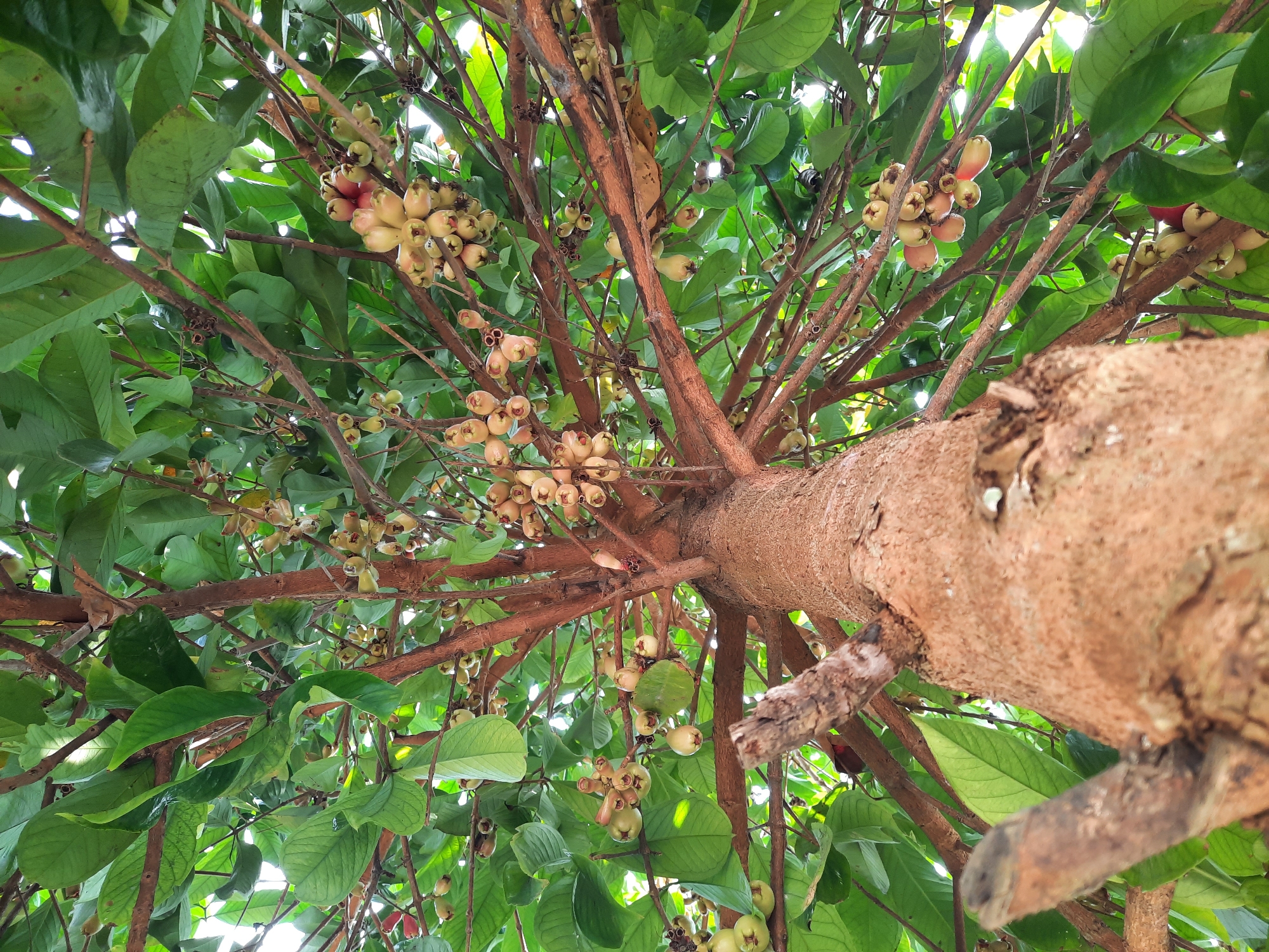 This is a low-angle shot looking up into the canopy of a rose apple tree laden with fruit. The tree's rough, textured bark is visible at the bottom of the frame, with branches extending upwards and outwards, covered in vibrant green leaves. Clusters of rose apples, varying in color from pale green to pinkish-red, hang from the branches. The background is a bright sky, suggesting it is daytime. The image was taken in Lugu, Indonesia.