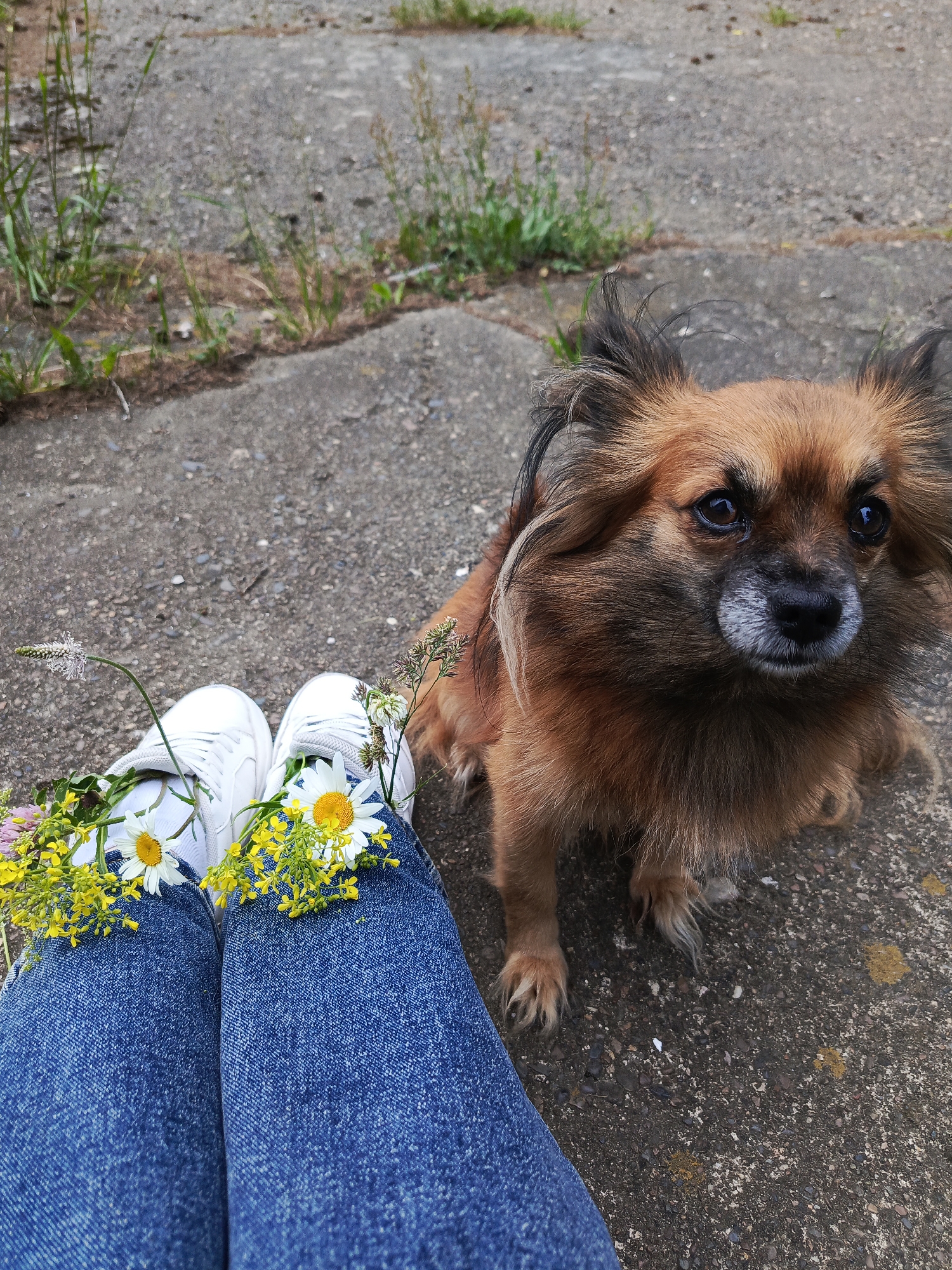 A medium shot captures a small, fluffy, brown-and-tan dog sitting on a concrete surface, looking towards the camera. The dog has dark eyes, a black nose, and a greyish muzzle. In the foreground, a person's legs, clad in blue jeans, are visible. The person is wearing white sneakers, and small arrangements of daisies and yellow wildflowers are tucked into the laces and around the ankles of the shoes. The background consists of a rough, grey concrete ground with patches of sparse green grass and weeds growing through it. The lighting suggests it is daytime, possibly late afternoon, given the soft shadows. The image appears to have been taken outdoors, in a casual setting like a park or pathway, likely within the city of Chaikovsky, Russia, based on the context provided.