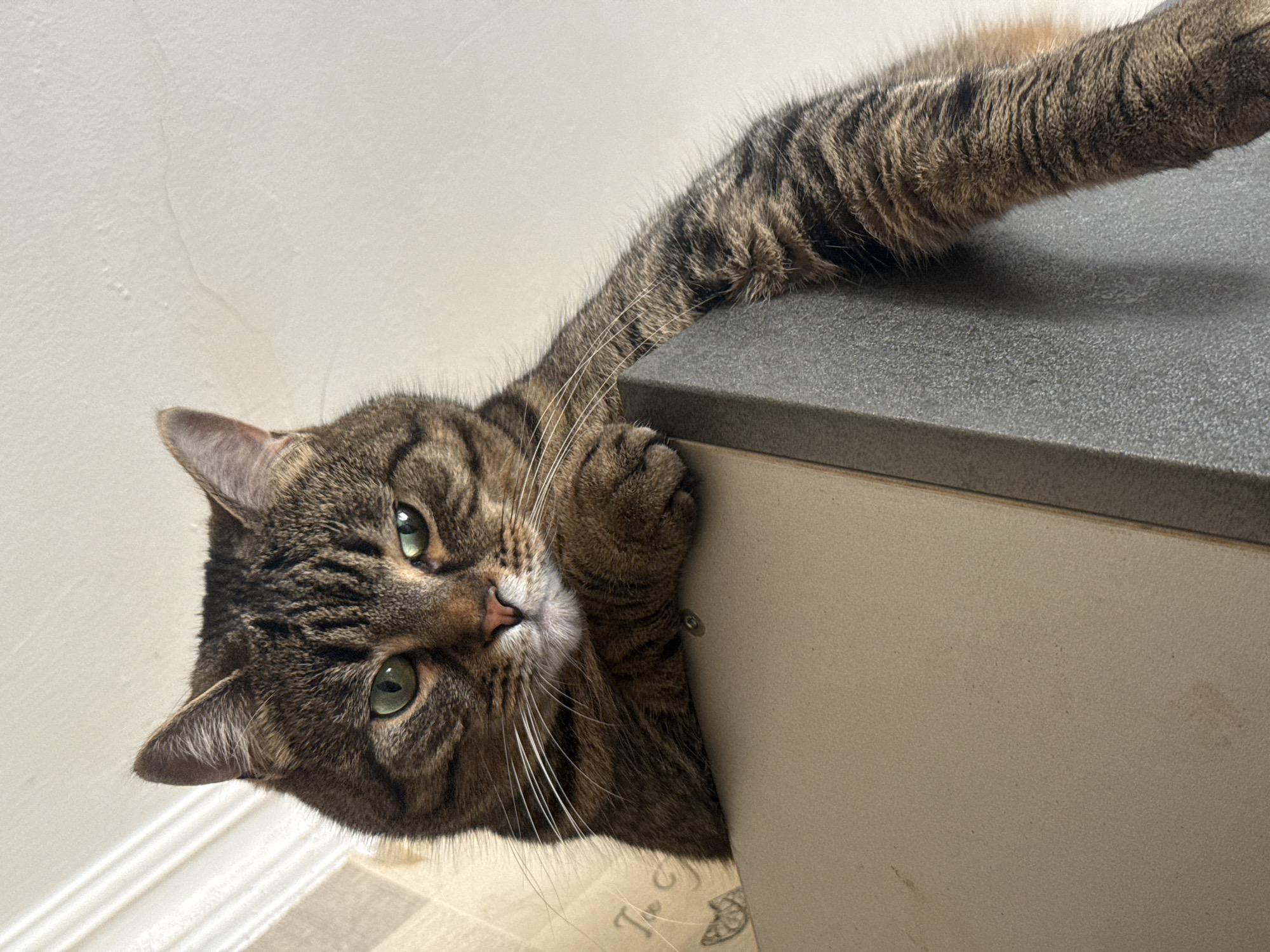 An adult tabby cat with green eyes is perched on top of a beige and gray surface, looking down at the camera. The cat's front paws are resting on the beige surface, and its body extends to the right, with its tail not visible. The background is a light-colored wall with some texture and a white trim. There are no people or other animals in the image. The scene appears to be indoors, likely in a home environment. There is no information in the image to suggest a location in Simferopol, Ukraine.