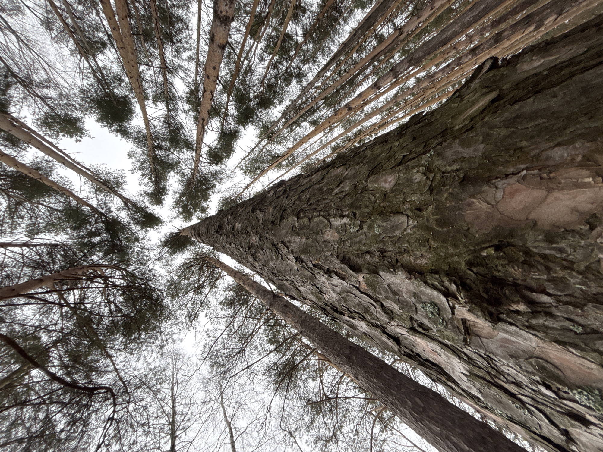 The image is a low-angle shot looking up through a dense stand of coniferous trees, likely pines or firs, towards a cloudy sky. The foreground is dominated by a large tree trunk with rough, textured bark. Several other trees, slimmer and with more distant foliage, reach upwards towards the sky. The background sky appears overcast, with a uniform gray color. The image was taken in Chaikovsky, Russia.