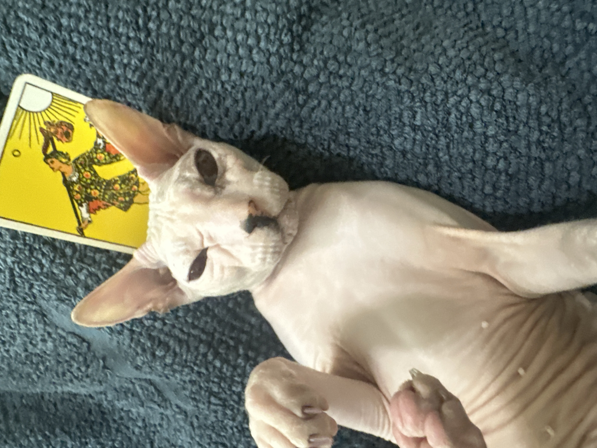 An indoor, close-up, eye-level shot shows a hairless cat lying on its back on a dark blue, textured blanket. The cat is light pinkish-white, with wrinkled skin. Its head is tilted slightly upwards, and its eyes are dark and partly closed, giving it a somewhat intense expression. A yellow tarot card, featuring an illustration of a figure with a staff and a bundle, is placed on top of the cat's head. The cat's left paw is raised in the air, with its claws visible. The background is entirely composed of the textured blanket, which appears soft and somewhat plush. There is no visible indication of the city of Togliatti, Russia, in this image.
