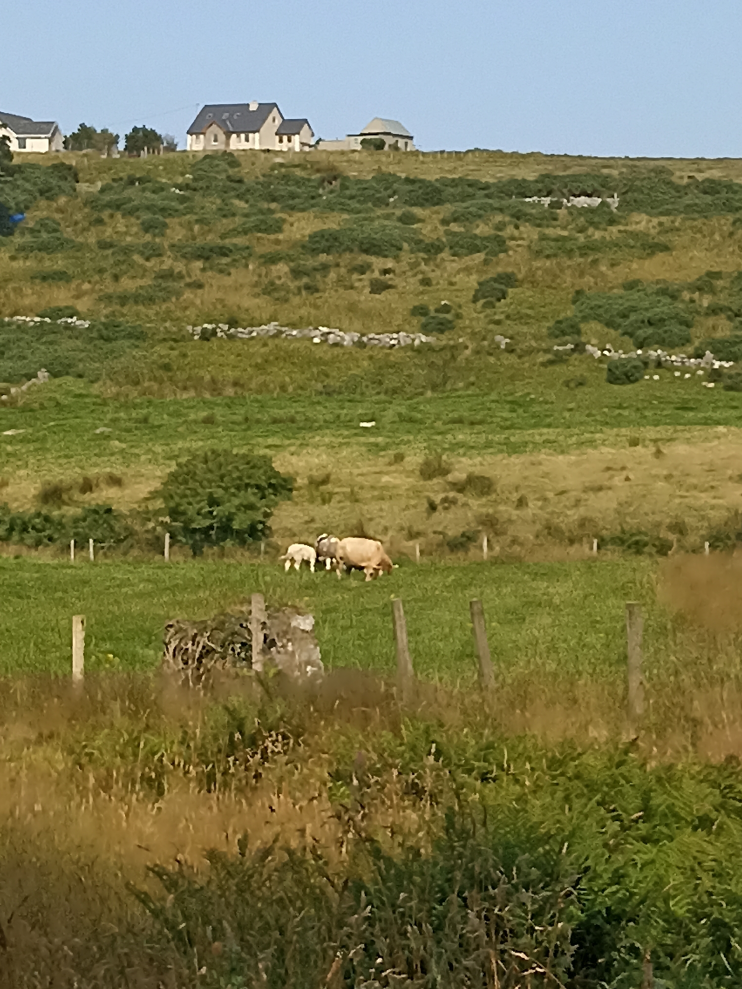 The image depicts a pastoral scene on a hillside in Doirí Beaga, Ireland, under a clear blue sky. The landscape is characterized by rolling green fields dotted with low-lying vegetation and stone walls. In the middle ground, two sheep, one adult and one lamb, are grazing in a fenced pasture. The adult sheep is light brown in color, while the lamb is white. Behind them, a small, solitary green tree stands in the field.
Further up the hill, several houses with dark roofs are visible, nestled amongst the vegetation. These houses appear to be typical rural residences. The foreground of the image is dominated by tall, dry grasses and ferns, suggesting a natural, untamed environment. Wooden fence posts are also visible in the pasture, delineating the grazing area. The overall impression is one of peaceful rural life in a coastal region of Ireland.
