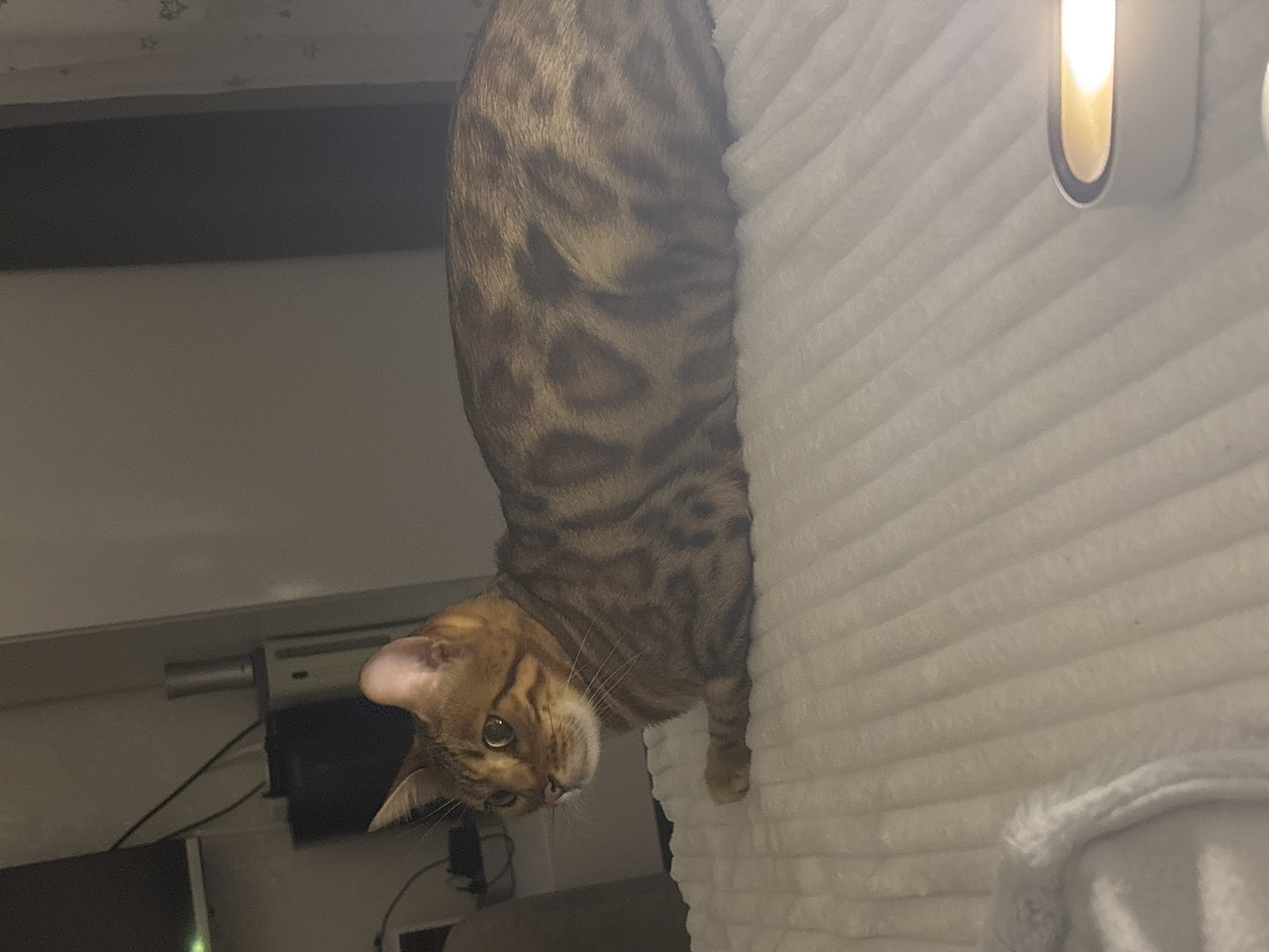 A Bengal cat is lying on a white textured blanket in an indoor setting. The cat is facing left and is looking towards the left side of the frame. The cat's fur is spotted, a characteristic of the Bengal breed. The background is dimly lit and appears to be a domestic interior, possibly a bedroom or living room, with furniture and electronics visible. There is a white object with a glowing yellow light on the right side of the blanket. The overall lighting suggests it is nighttime or the room is dark. The location within the city of Noviy, Russia, is not determinable from the visual information provided.