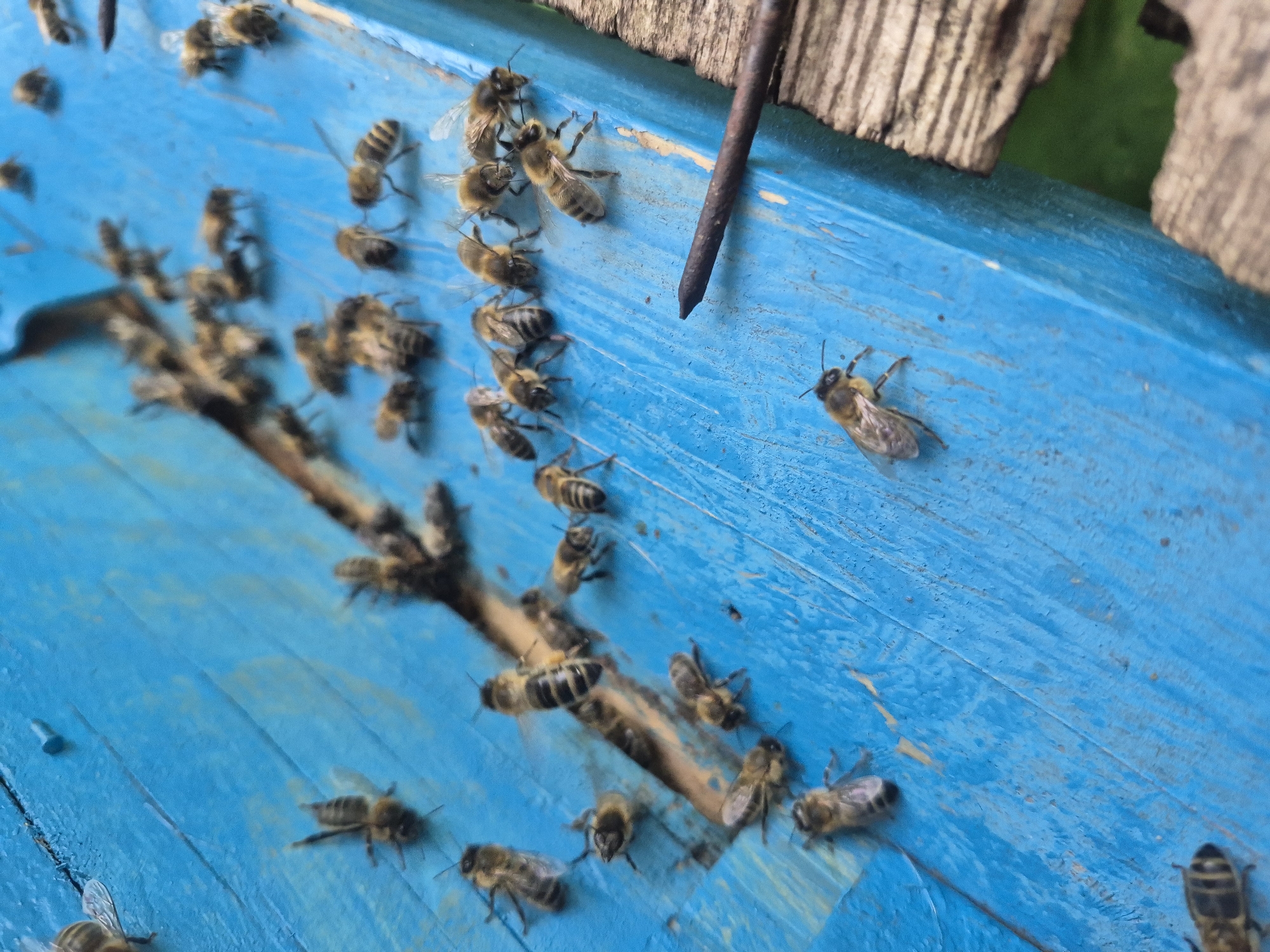 The image shows a close-up, high-angle view of a group of bees on a weathered, bright blue wooden surface, likely the exterior of a beehive. The wood planks are oriented diagonally from the top left to the bottom right. Numerous bees, varying in clarity due to the shallow depth of field, are scattered across the surface. Some are sharply focused, revealing their striped bodies and delicate wings, while others are blurred, suggesting movement. A rusty nail, angled diagonally from the bottom right towards the center, is a prominent object in the foreground. The background shows more wooden texture and out-of-focus greenery, hinting at an outdoor setting. The lighting is natural and diffused, casting soft shadows. The overall impression is one of a busy, natural environment. The prompt's request to include the "location in the city of Karsha, Russia" is extraneous and cannot be fulfilled based on the visual information provided in the image.