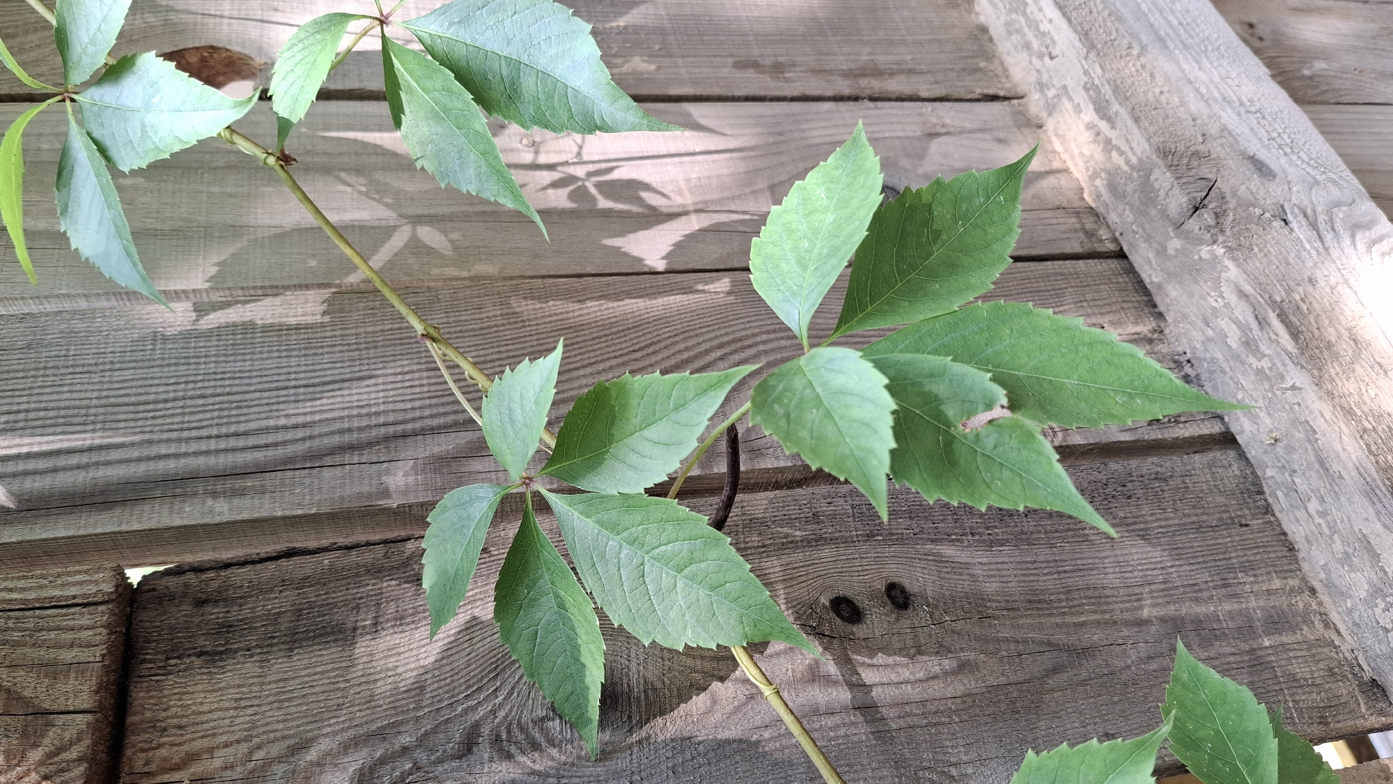 A close-up shot captures a vine with vibrant green, serrated leaves climbing on weathered wooden planks. The wood, exhibiting a rustic texture and varying shades of gray, appears to be part of an outdoor structure, possibly a fence or wall. Sunlight casts dappled shadows of the leaves onto the wooden surface, suggesting it is daytime. The setting evokes a natural, possibly rural environment, consistent with Shymkent, Kazakhstan. The composition focuses on the interplay between the organic form of the plant and the man-made material of the wood. No people or text are visible in the image.