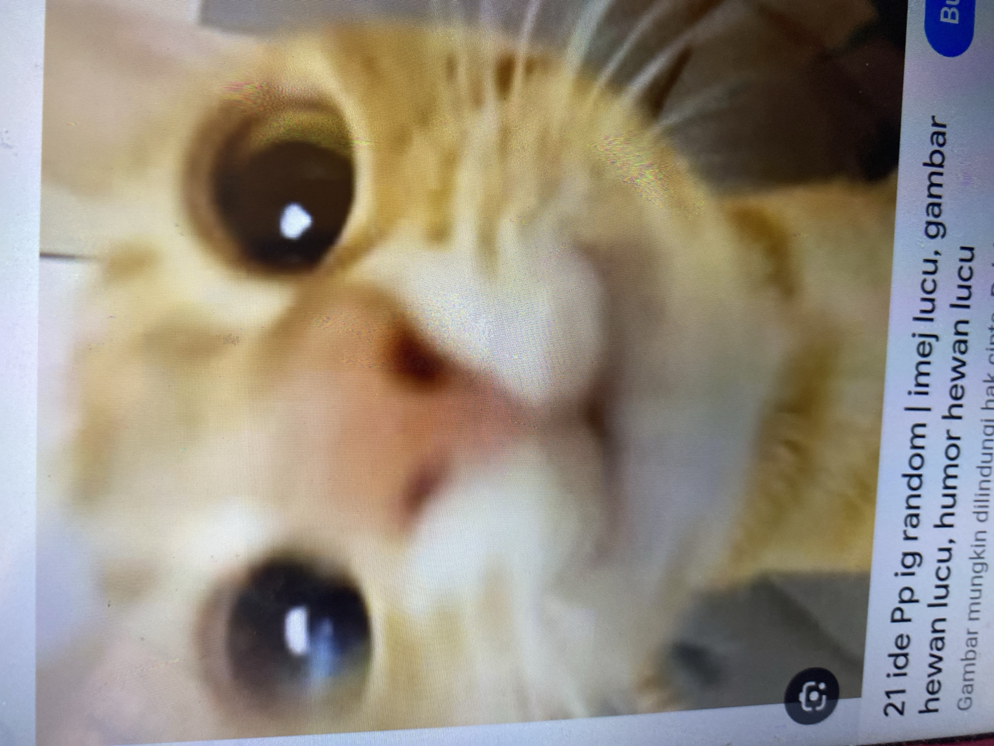 The image is a close-up, low-resolution photograph of a ginger cat's face. The cat's eyes are large and round, with bright reflections. Its nose is pink and moist, and its mouth is slightly open, giving it a curious or amused expression. The fur is soft and slightly blurred. Below the cat's face, there is text overlay indicating "21 ide Pp ig random | imej lucu, gambar hewan lucu, humor hewan lucu". The text also mentions "Gambar mungkin dilindungi hak cipta". The image appears to be a screenshot or a photo of a screen displaying this content. There is no information in the image that suggests a specific location in the city of Ta', Indonesia.