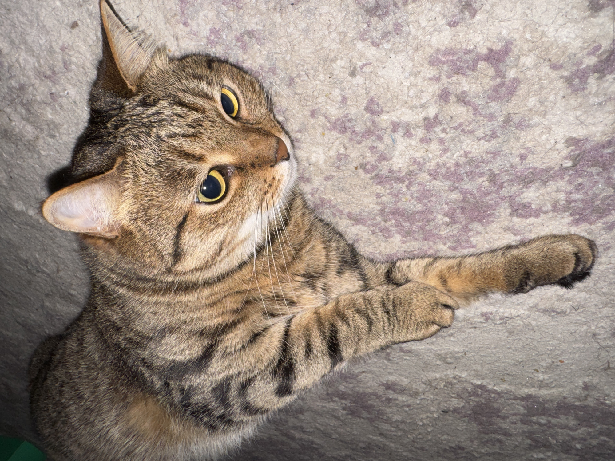 A tabby cat lies on a mottled gray and lavender surface. The cat is lying on its side, looking upwards and to the right. The cat's eyes are yellow with black pupils. The cat's fur is brown and black striped. Its left paw is resting on its right foreleg. The cat's whiskers are white and its nose is brown. There is a glimpse of a green object at the bottom left corner.
There is no information in the image to indicate the location in the city of Chaikovsky, Russia.