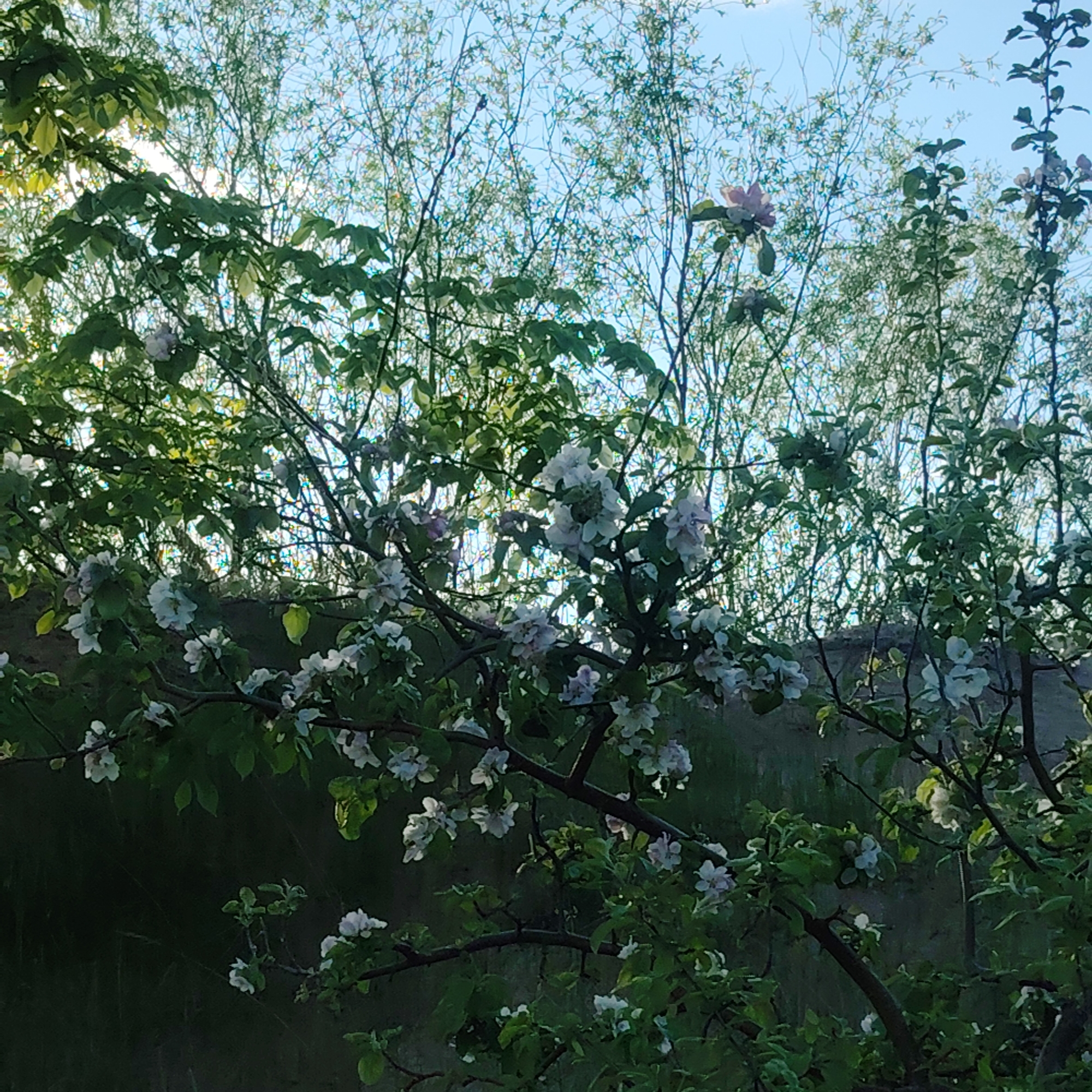 The image shows a view of trees in bloom, possibly in Riga, Latvia. A concrete wall serves as a backdrop to the flowering branches. The foreground features branches with white blossoms and green leaves. Behind the wall, thinner trees or shrubs with sparser leaves are visible, creating a layered effect. The sky is partially visible through the branches, appearing blue with some wispy clouds. The lighting suggests either early morning or late afternoon, with some areas in shadow and others illuminated.