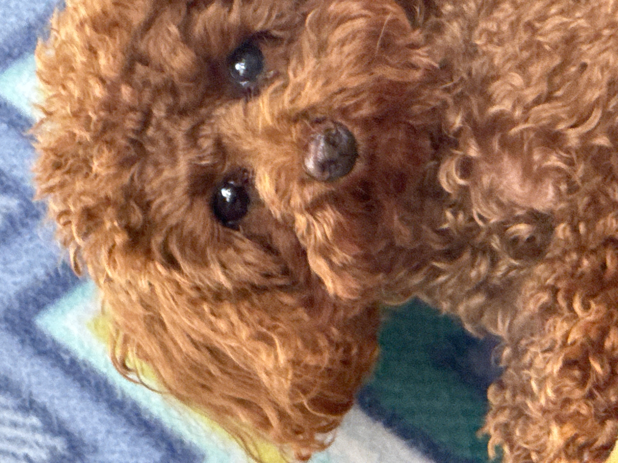 The image shows a close-up of a reddish-brown toy poodle dog. The dog has dark eyes and a dark nose. Its fur is curly and fluffy. The background is blurred and appears to be a patterned blanket with blue, green, and yellow colors. There is no identifiable location in the city of Bersenevka, Russia within the image.