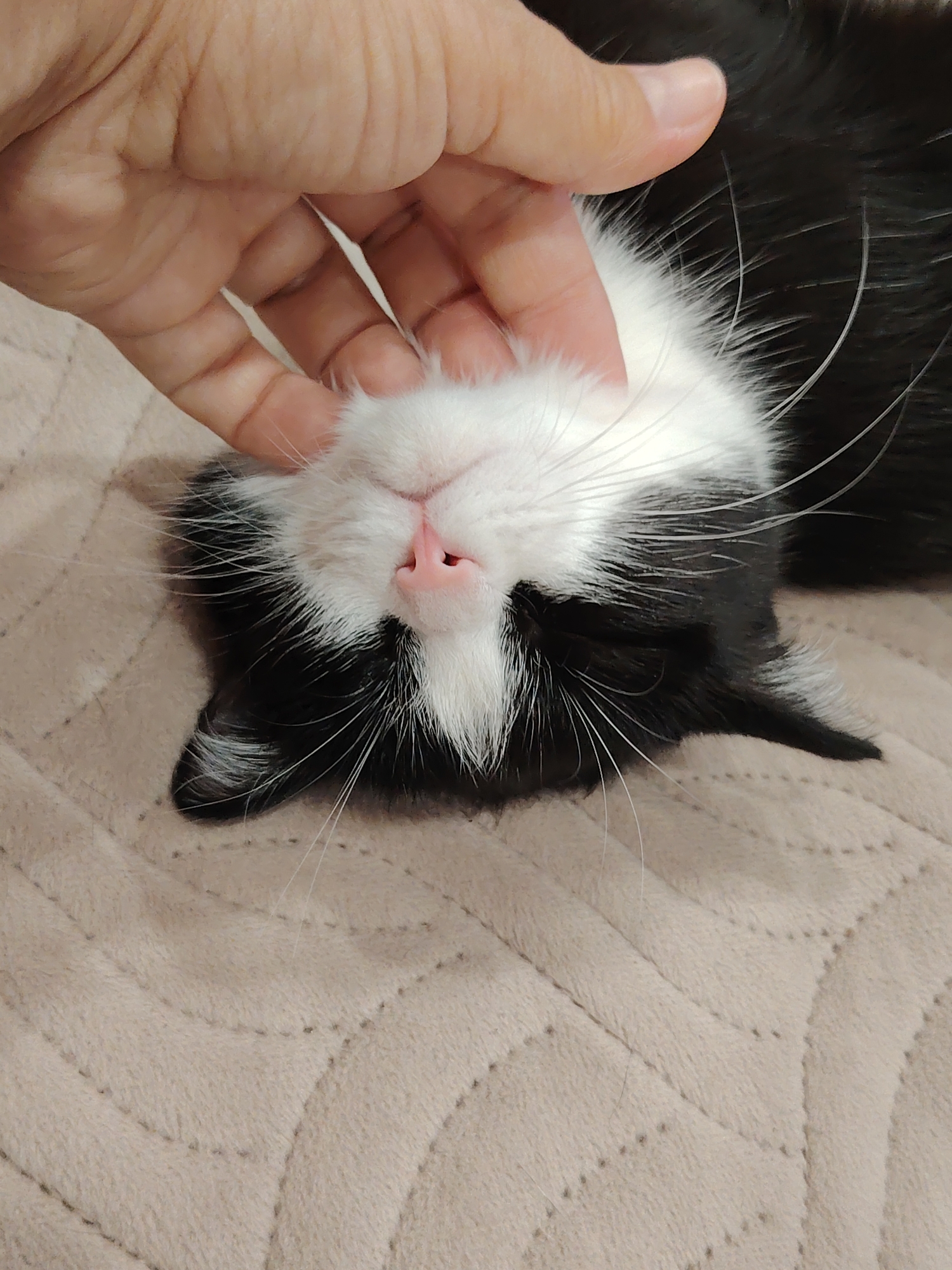 A black and white cat is lying on its back on a beige, quilted blanket, with its head tilted to the left. A person's hand is gently stroking the cat's chin. The cat's eyes are closed, and its nose is pink. Long white whiskers are visible on either side of its muzzle. The blanket has a pattern of diagonal lines and small dots. The scene appears to be indoors, possibly in a home.