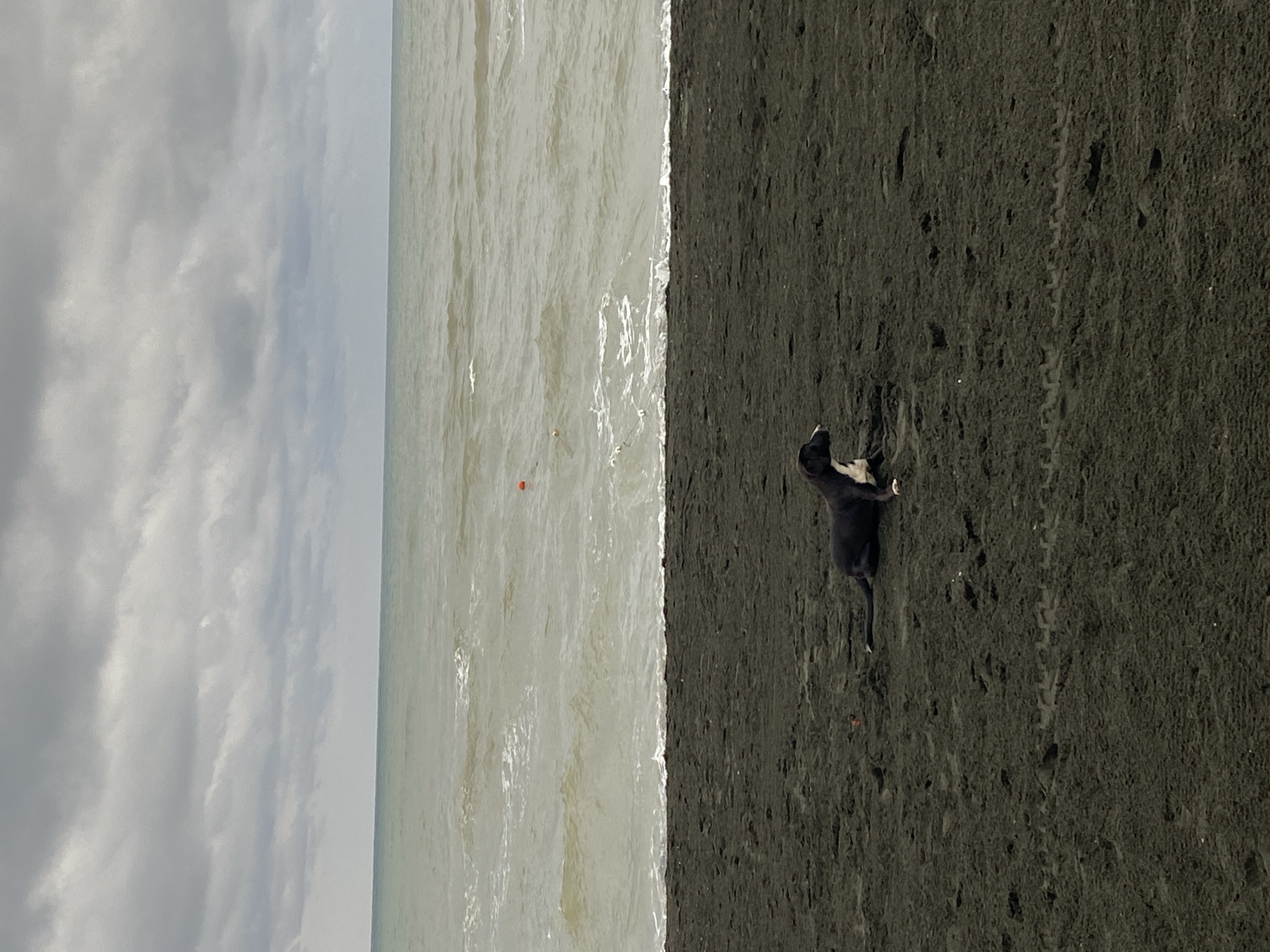 The image shows a dark-colored dog lying on a dark sand beach. The dog is facing to the left and has white markings on its chest and paws. The beach is wet, with small waves lapping at the shore. The ocean is a murky green color, and the sky is overcast with gray clouds. The scene is likely located on the beach in Ureki, Georgia, a town known for its magnetic sand beaches.