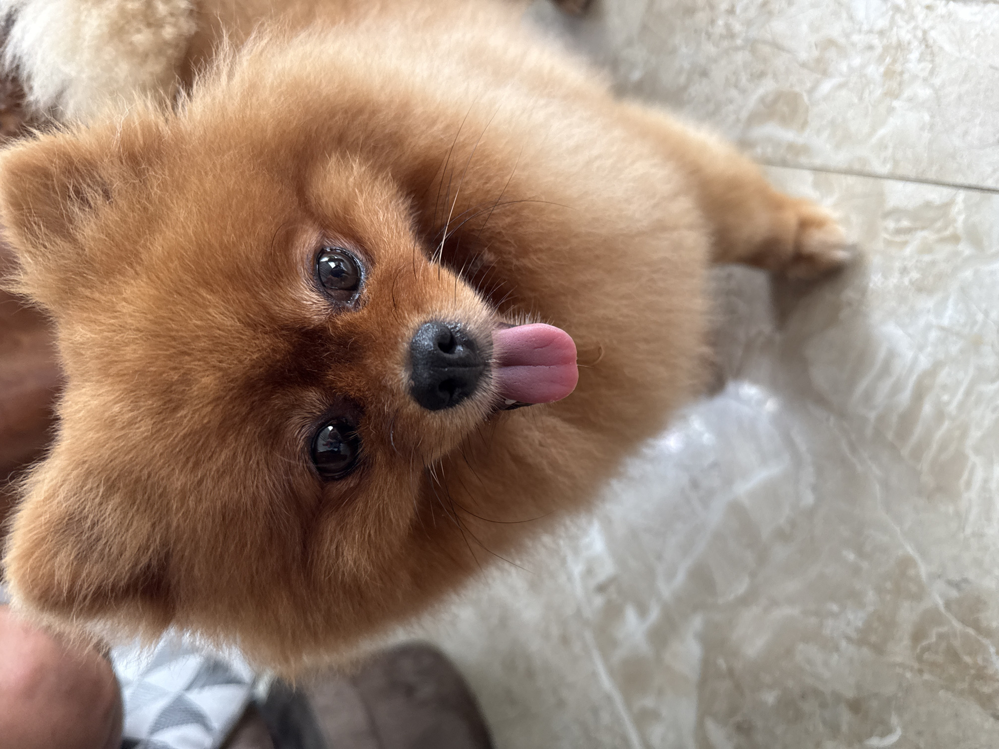 A close-up shot captures a fluffy Pomeranian dog with bright, dark eyes and its tongue hanging out. The dog has reddish-brown fur and is standing on a light-colored, marbled floor. The background is out of focus, but suggests an indoor setting with some patterned fabric visible. The image does not provide any information about the location in Nha Trang, Vietnam.
