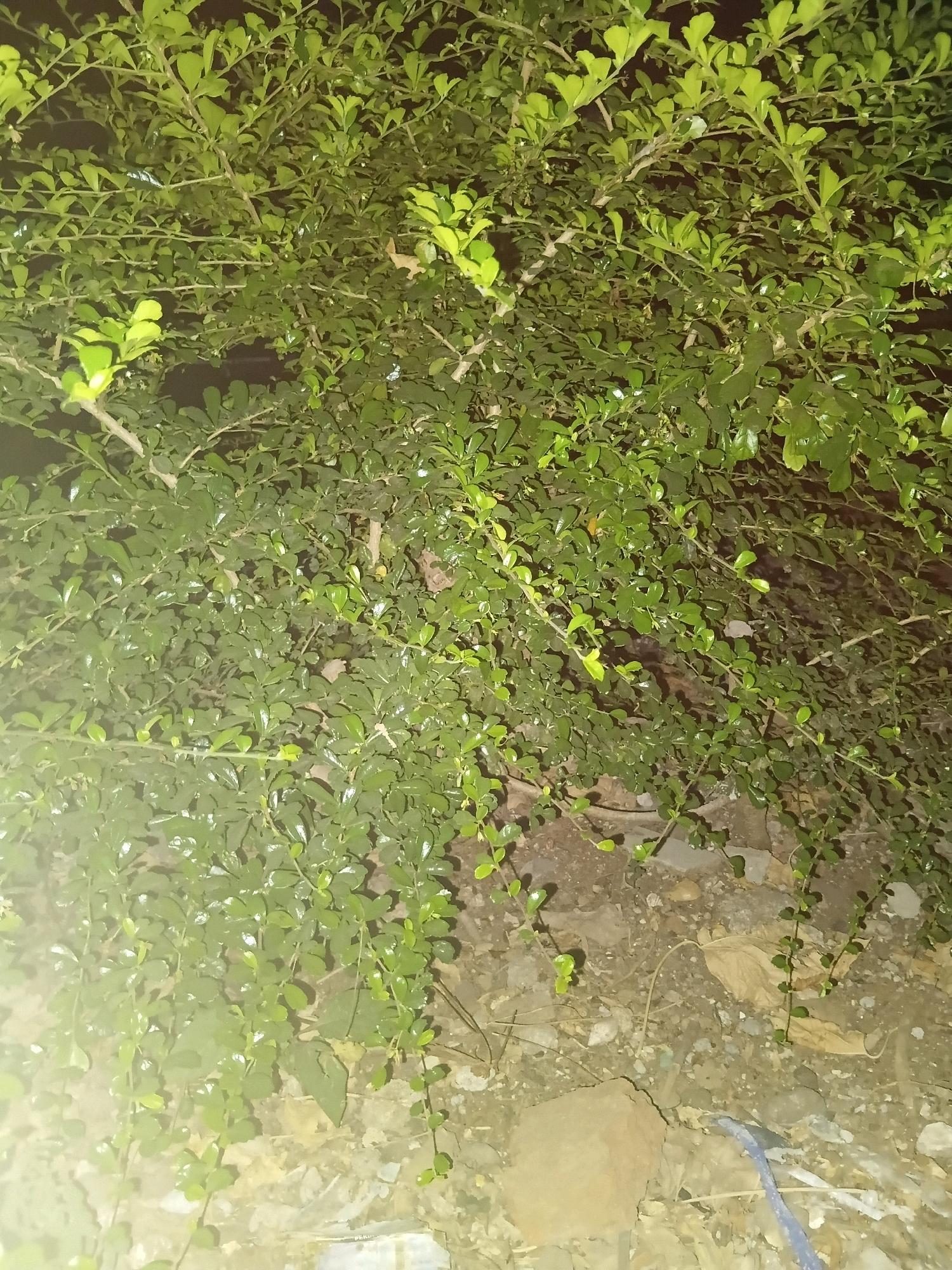 The image depicts a dense, green bush with small, oval-shaped leaves. The bush is illuminated by artificial light, casting a greenish hue on the foliage and creating dark shadows. The ground beneath the bush is visible, composed of dry soil, small stones, and a few fallen leaves. A piece of blue string or plastic is also present on the ground in the lower right portion of the image. There are no people or animals visible in the scene. The overall impression is of a natural element within an urban or semi-urban environment. The location in Cikal, Indonesia, suggests this could be an outdoor space, possibly a garden or a roadside planting, typical of such environments in the region.