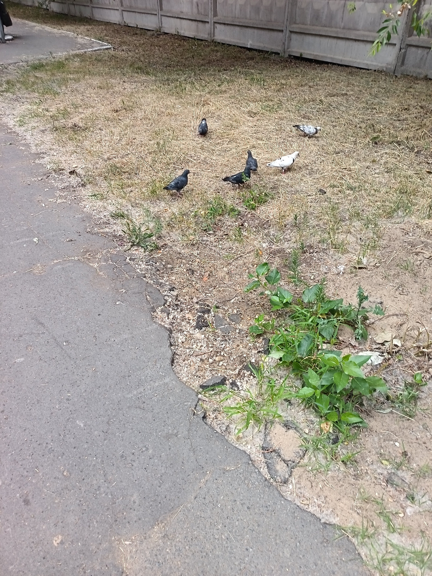 The image depicts a paved area adjacent to a dry, grassy field with scattered patches of green vegetation. Several pigeons are visible on the ground. In the background, a concrete fence runs horizontally across the frame. The scene is consistent with an urban environment in Komsomolsk-on-Amur, Russia, likely a park or a roadside area. There are no people or notable objects present other than the pigeons and the fence. The lighting suggests it is daytime.