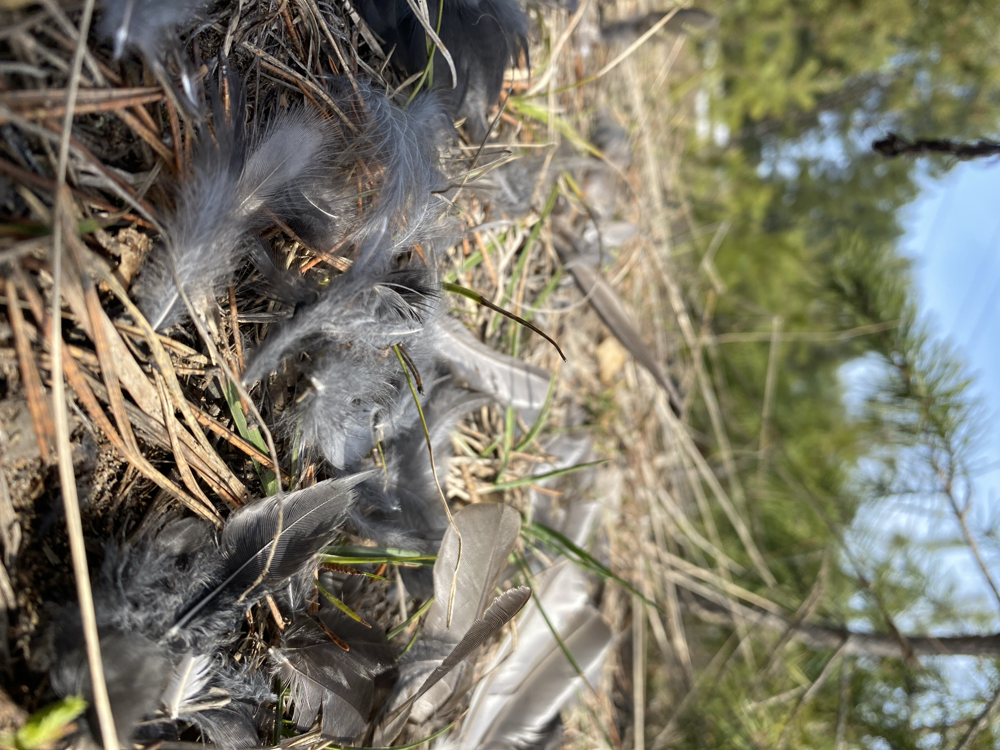 The image depicts a patch of ground covered with dry grass, pine needles, and numerous gray and dark gray feathers. The feathers appear to be scattered haphazardly, suggesting a possible disturbance or event involving a bird. The background features blurred foliage and trees, with a hint of blue sky visible. The location is not explicitly stated to be Noviy, Russia, and there's no information about the city in the image itself. Therefore, the only verifiable information is the presence of feathers and vegetation.
