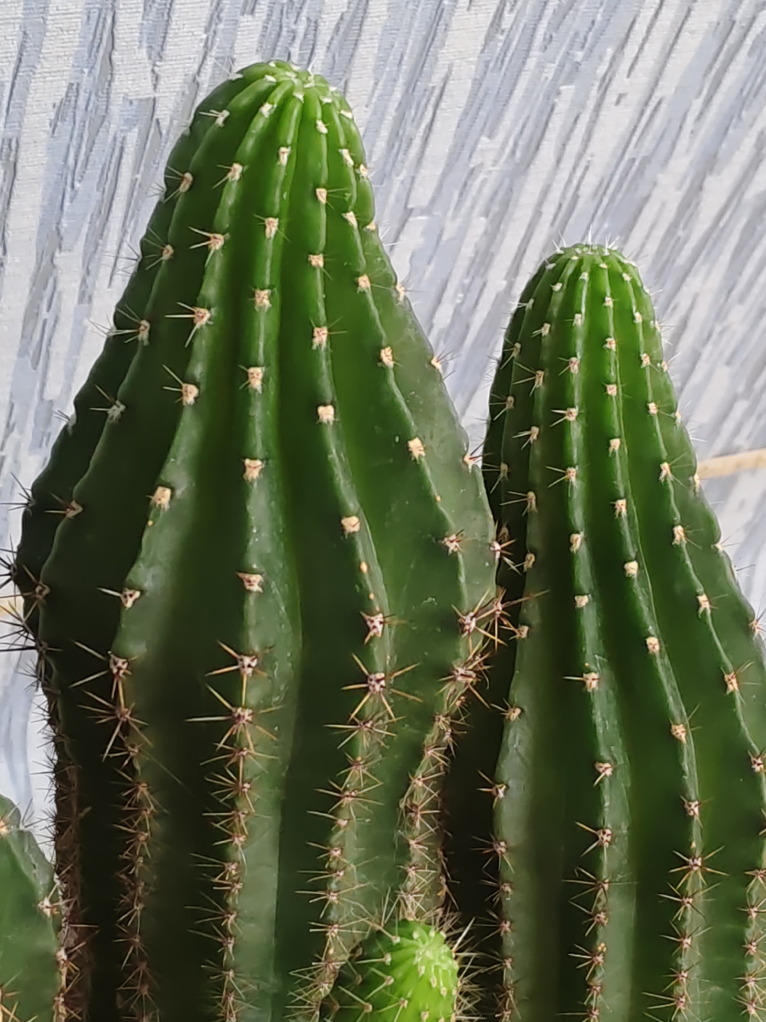 The image shows a close-up view of several green cacti with prominent spines. The cacti are arranged vertically, with the largest one on the left and a smaller one to its right. The background is a textured, light-colored surface, possibly a wall or fabric, with vertical lines. There is no indication of the city of Rostov-on-Don, Russia, or any other specific location. The image focuses solely on the cacti and their immediate surroundings, with no people, actions, or interactions visible. The lighting is even, highlighting the textures and colors of the plants.