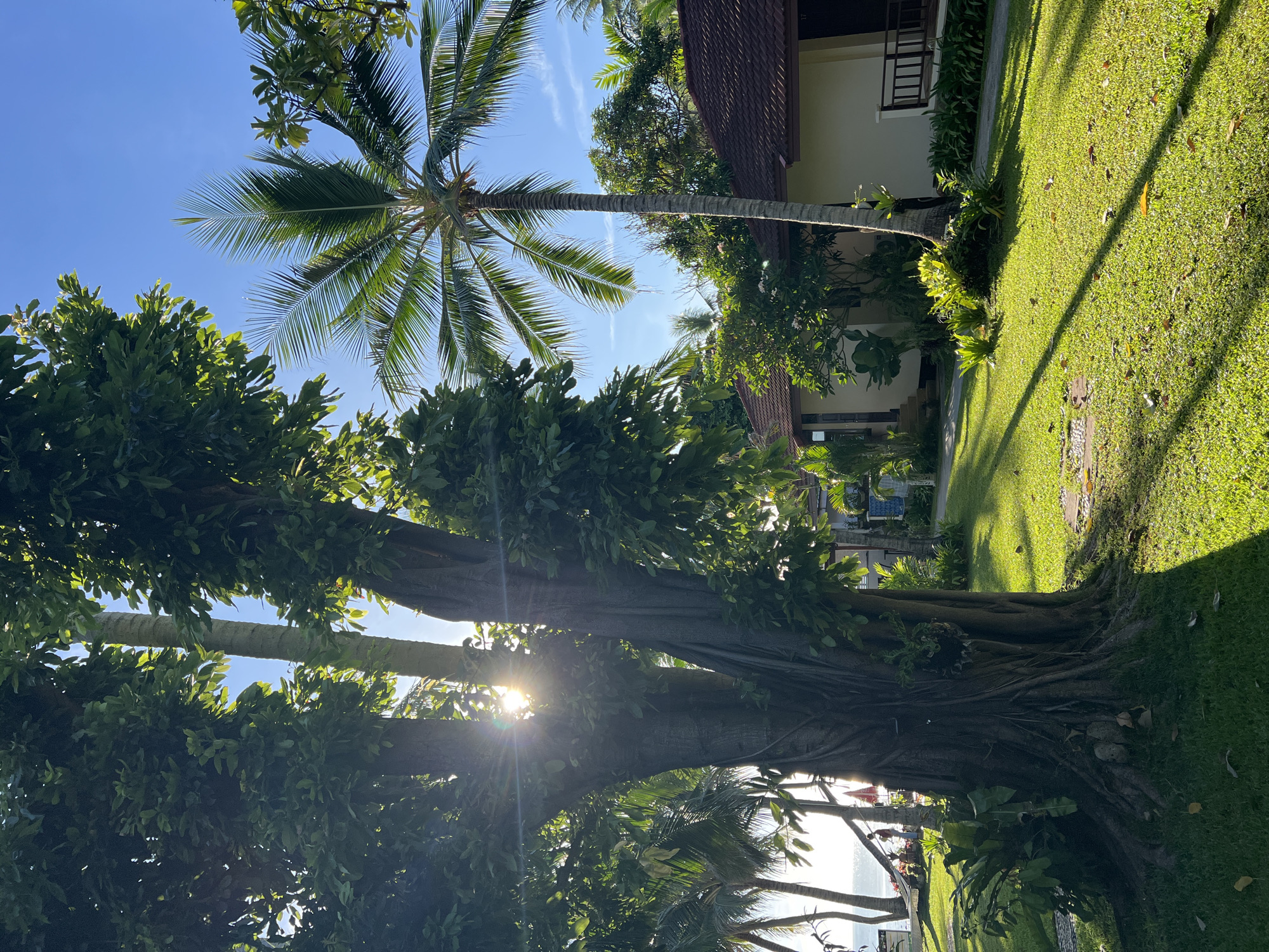 In Baan Chaweng Noi, Thailand, a sun-drenched lawn stretches out under a clear blue sky, dappled with long shadows cast by the foliage. A large, gnarled tree dominates the left foreground, its thick trunk entwined with vines and its branches laden with lush green leaves. Sunlight pierces through the canopy, creating a lens flare effect and illuminating the scene.
To the right, a slender palm tree stands tall, its fronds reaching towards the sky. Behind the palm tree, a low-rise building with a terracotta-tiled roof is visible, its light-colored facade blending with the surroundings. The building appears to be a resort or hotel, with a wooden railing on its porch.
In the distance, to the left of the large tree, glimpses of the ocean can be seen, along with a hammock strung between two poles and a solitary figure standing near the water. The overall atmosphere is one of tropical tranquility and natural beauty, bathed in the warm glow of the sun. The grass is meticulously maintained, and potted plants are scattered throughout the garden, adding to the resort-like setting. The scene is devoid of any immediate action, presenting a serene snapshot of a peaceful afternoon.