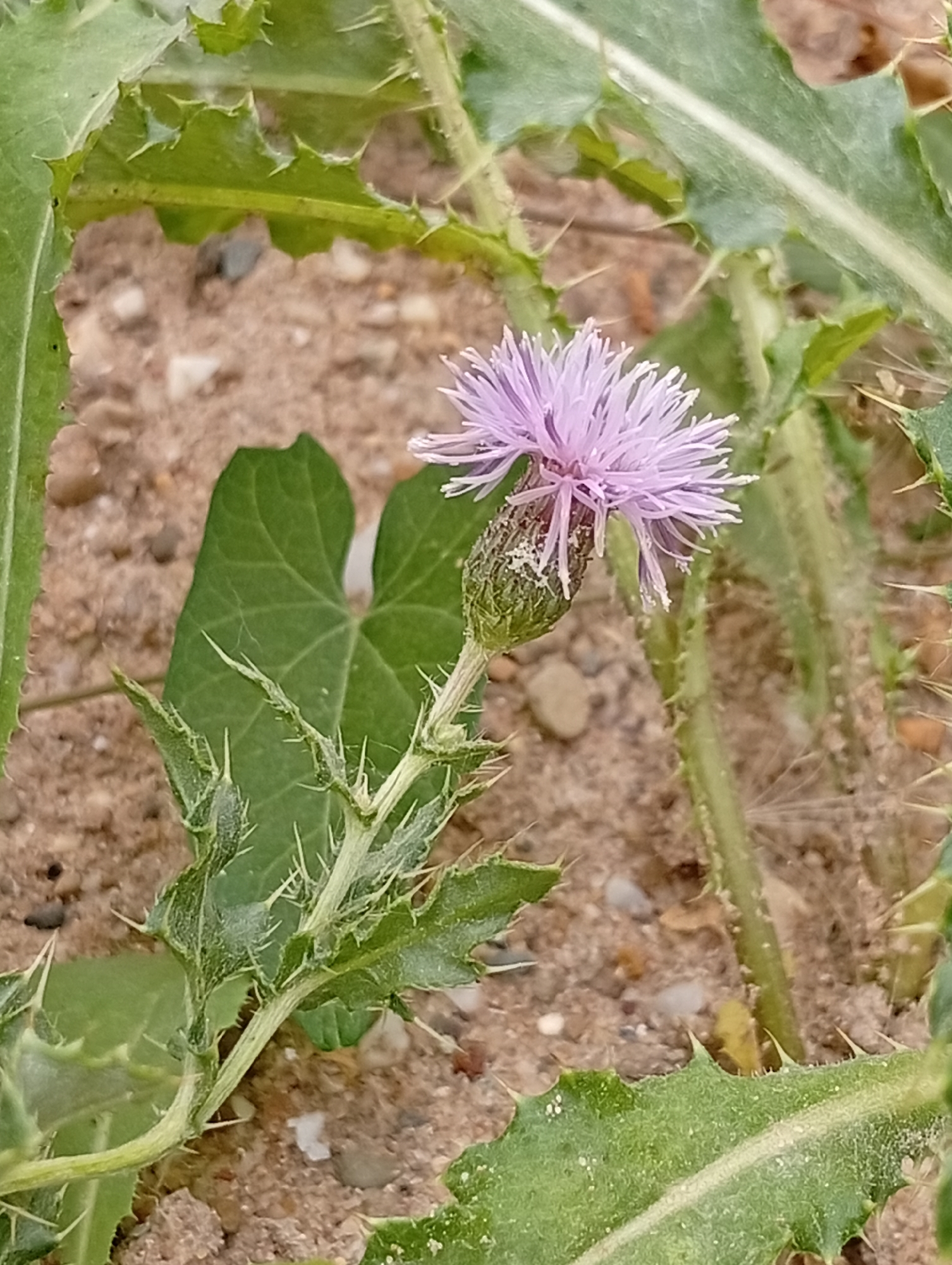 The image shows a close-up of a thistle flower with a pale purple bloom, its spiky green stem and leaves are prominently featured against a background of sandy soil and small pebbles. The flower's delicate petals are fanned out, with a hint of pollen on some of them. The leaves are serrated with sharp spines along their edges. The overall impression is one of a wild plant growing in a dry, somewhat barren environment. The context of this image being from Meerbusch, Germany is not visually discernible from the image itself, as it focuses solely on the plant and its immediate surroundings.
