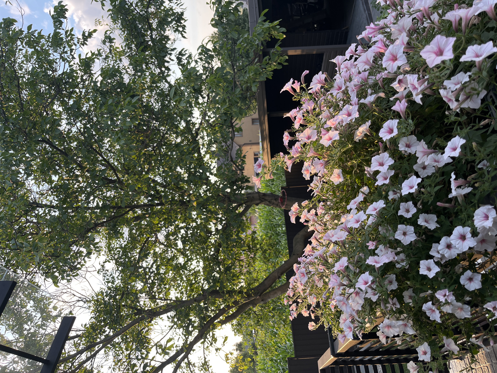 This is a photograph of a backyard in Koroviia, Ukraine, on a sunny day. In the foreground, a large planter overflows with numerous light pink and white petunias. Behind the flowers, a dark wooden fence runs horizontally, separating the yard from a field of tall green plants, possibly corn. To the right of the fence, a dark-colored structure resembling a carport or shed is visible. In the background, a mature tree with green leaves stands prominently, with its branches reaching upwards. The sky above is partly cloudy with patches of blue. The overall impression is one of a well-maintained, private outdoor space.