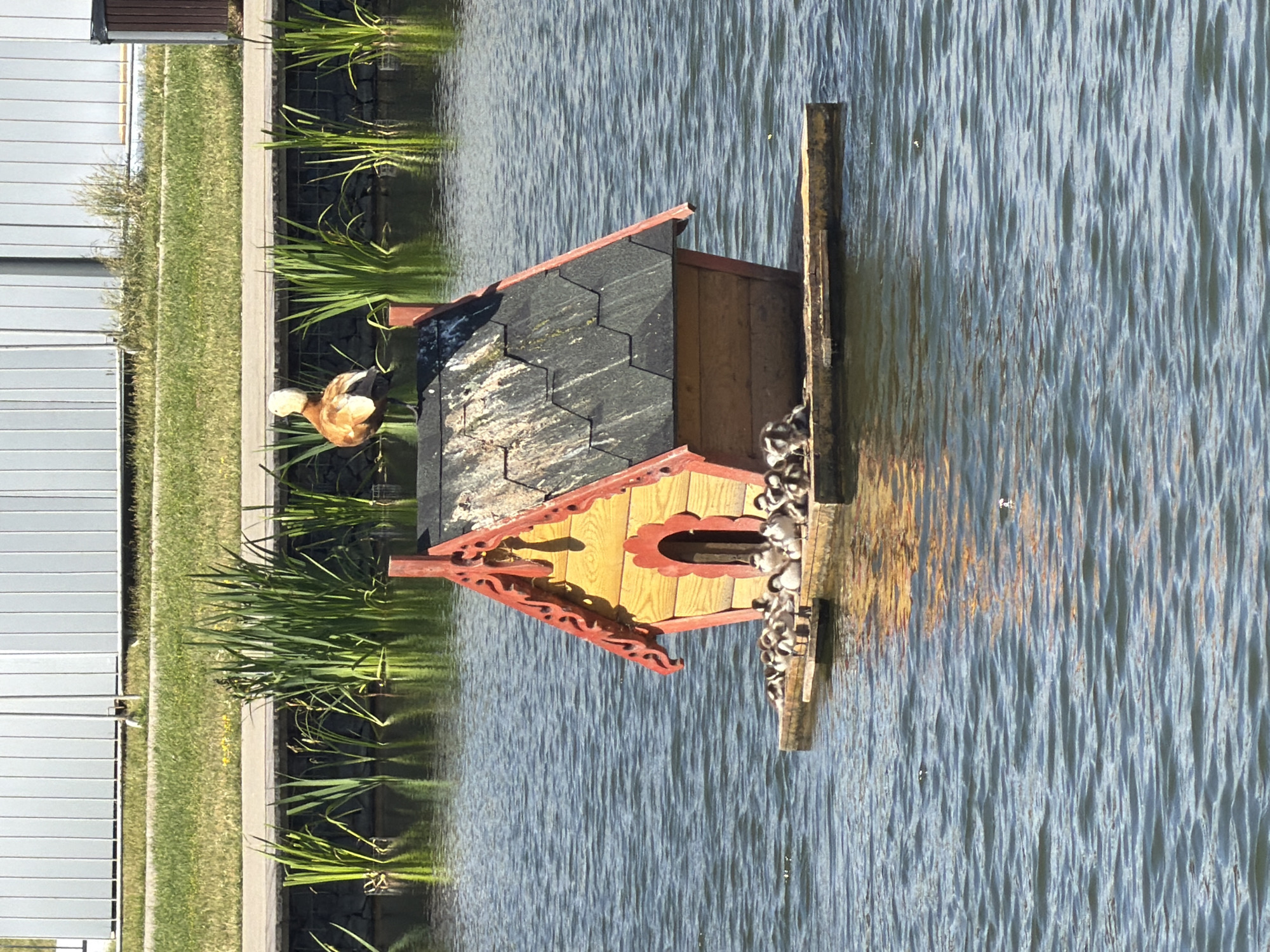 A duck with reddish-brown feathers and a white head is standing on the edge of a pond, near a decorative wooden duckhouse. The duckhouse, painted yellow and red, is situated in the water and has a dark grey shingled roof. Several small ducklings are clustered on the deck of the duckhouse. The pond is surrounded by grass and tall green reeds. In the background, a light-colored fence or wall runs along the edge of the grassy area. The scene appears to be set during the daytime under clear weather conditions, casting reflections on the water's surface. There is no visible text in the image.