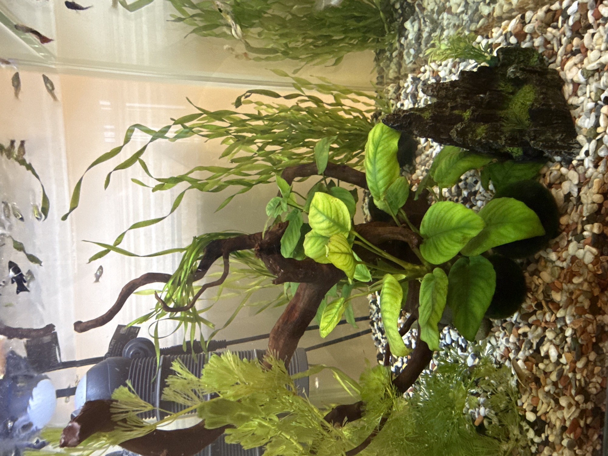 The image shows a close-up view of a freshwater aquarium. The aquarium contains several types of aquatic plants, including what appear to be Anubias and Vallisneria species. There is also a piece of driftwood and a dark, rocky decoration with moss growing on it. Several small fish, possibly guppies or similar species, are visible swimming in the water. The substrate is composed of small, multicolored gravel. The lighting in the aquarium creates reflections on the glass. The background is a blurred interior space with a beige wall. There is no indication of the city of Krasnoyarsk, Russia, or any specific location within it.