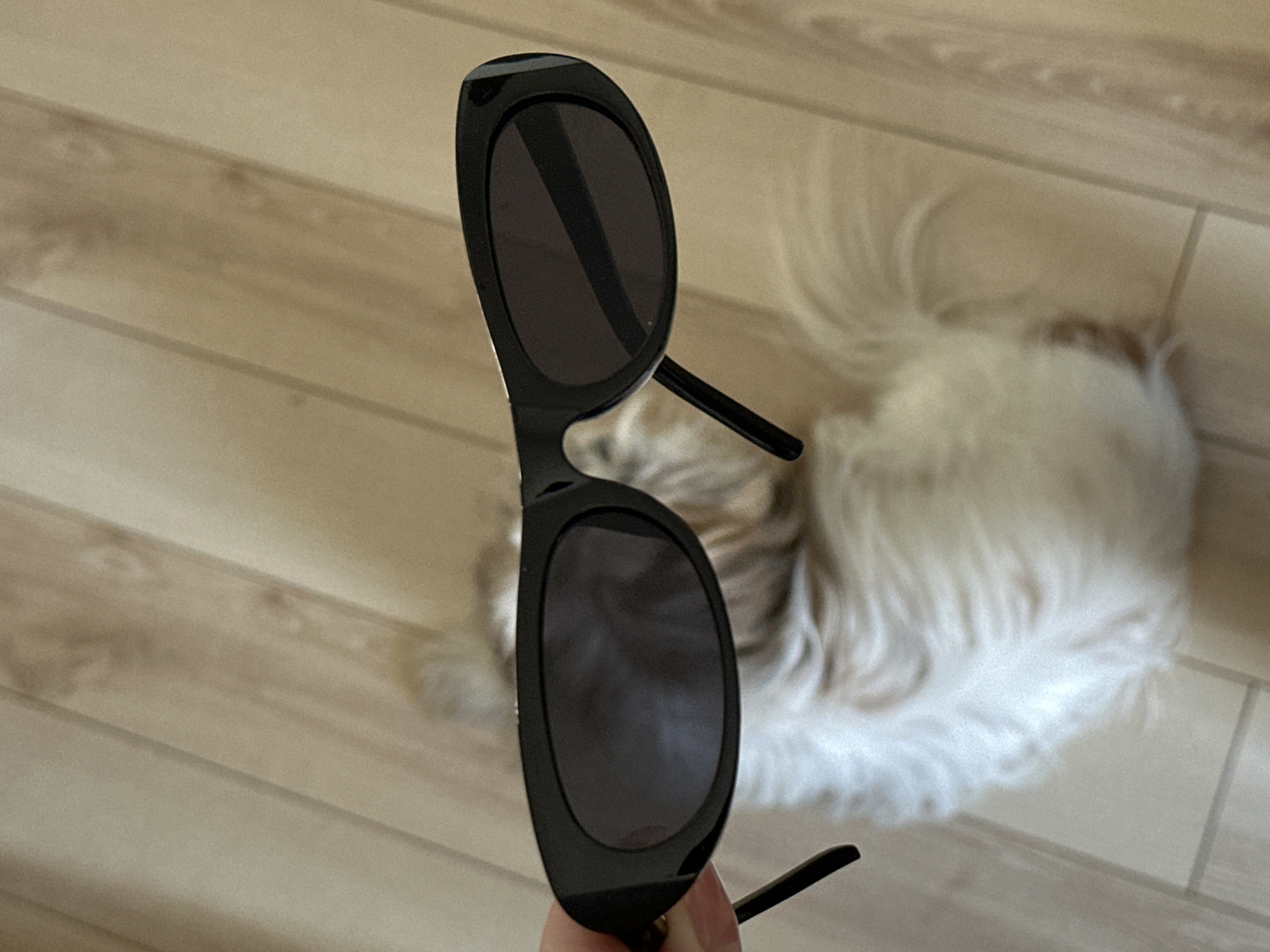A photograph taken indoors shows a pair of black sunglasses being held in a person's hand. The sunglasses are positioned in the foreground, with the lenses reflecting the surrounding environment. Behind the sunglasses, slightly out of focus, is a white and light brown long-haired dog lying on a light-colored wooden floor. The floor appears to be made of planks, possibly laminate. The location, Tbilisi, Georgia, is not discernible from the image.
