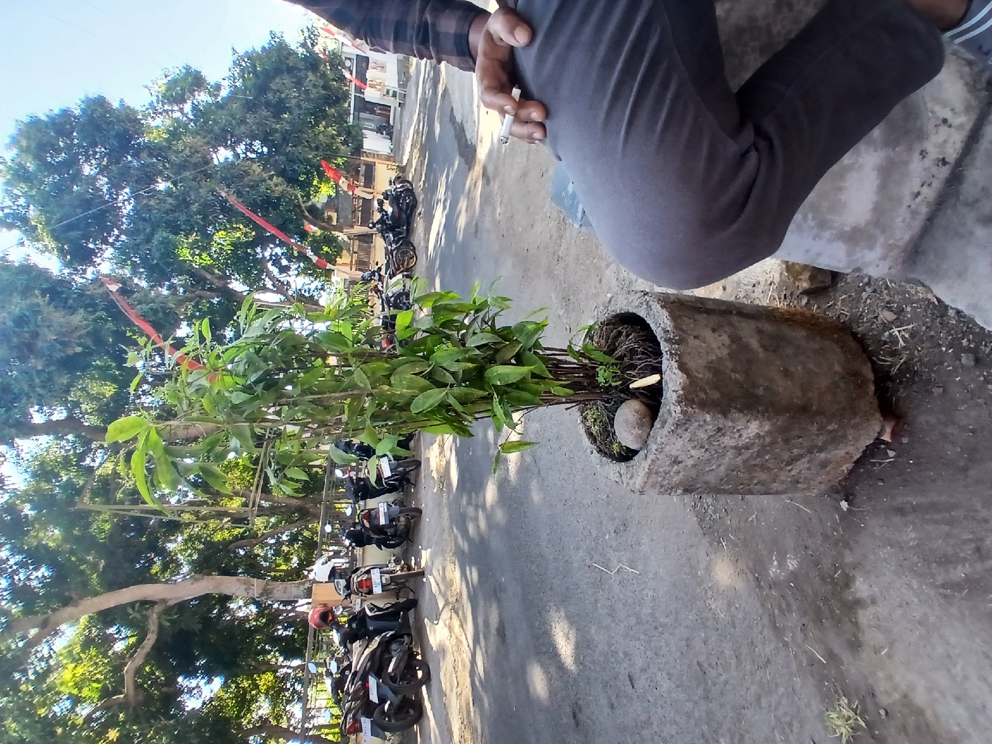 A person is seated on a concrete bench in the foreground, their legs clad in grey trousers. They are holding a lit cigarette in their right hand. Beside them is a large, square, concrete planter containing a green leafy plant. Behind the planter, a street is visible with several motorcycles parked along the side. In the background, large trees with sparse foliage line the street, and red and white Indonesian flags are strung between them. The scene appears to be an outdoor area in a city, possibly Pejaten, Indonesia, with a clear blue sky above.