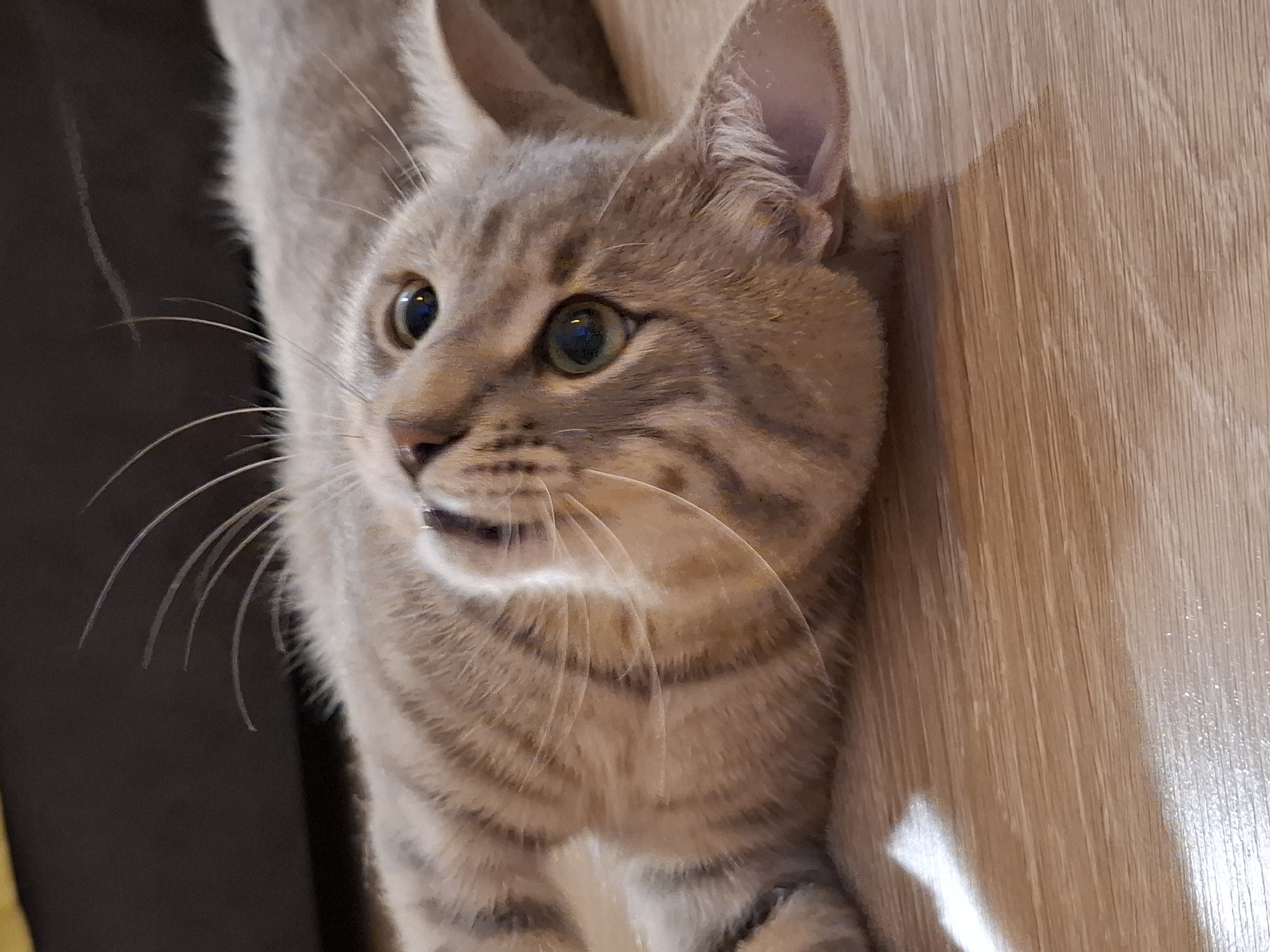 An adult, shorthaired, tabby cat is lying on its back on a wooden floor. The cat has light brown fur with darker tabby stripes. Its eyes are wide open and are a light green color. Its whiskers are long and white. The cat's mouth is slightly open. A dark gray upholstered surface is visible in the background. The scene takes place indoors in a domestic setting, possibly in Zemun Urban Municipality, Serbia.