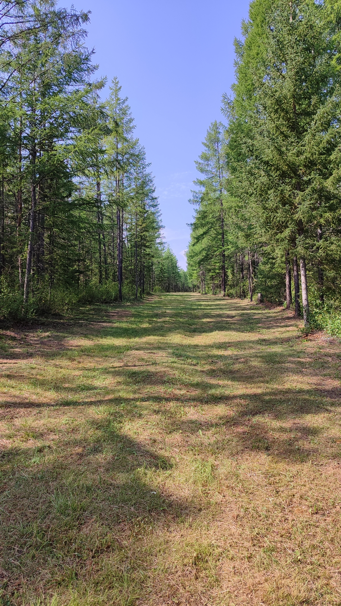 The image depicts a straight, sun-dappled dirt path lined with tall evergreen trees on either side. The path recedes into the distance, appearing to be a cleared section within a dense forest. The ground is covered with dry grass and patches of dirt, with shadows cast by the trees creating a striped pattern across the path. The sky above is clear and blue. This scene is consistent with a forested area in Mirny, Russia, likely a natural clearing or a maintained trail within a taiga environment. There are no people or man-made structures visible in the image.