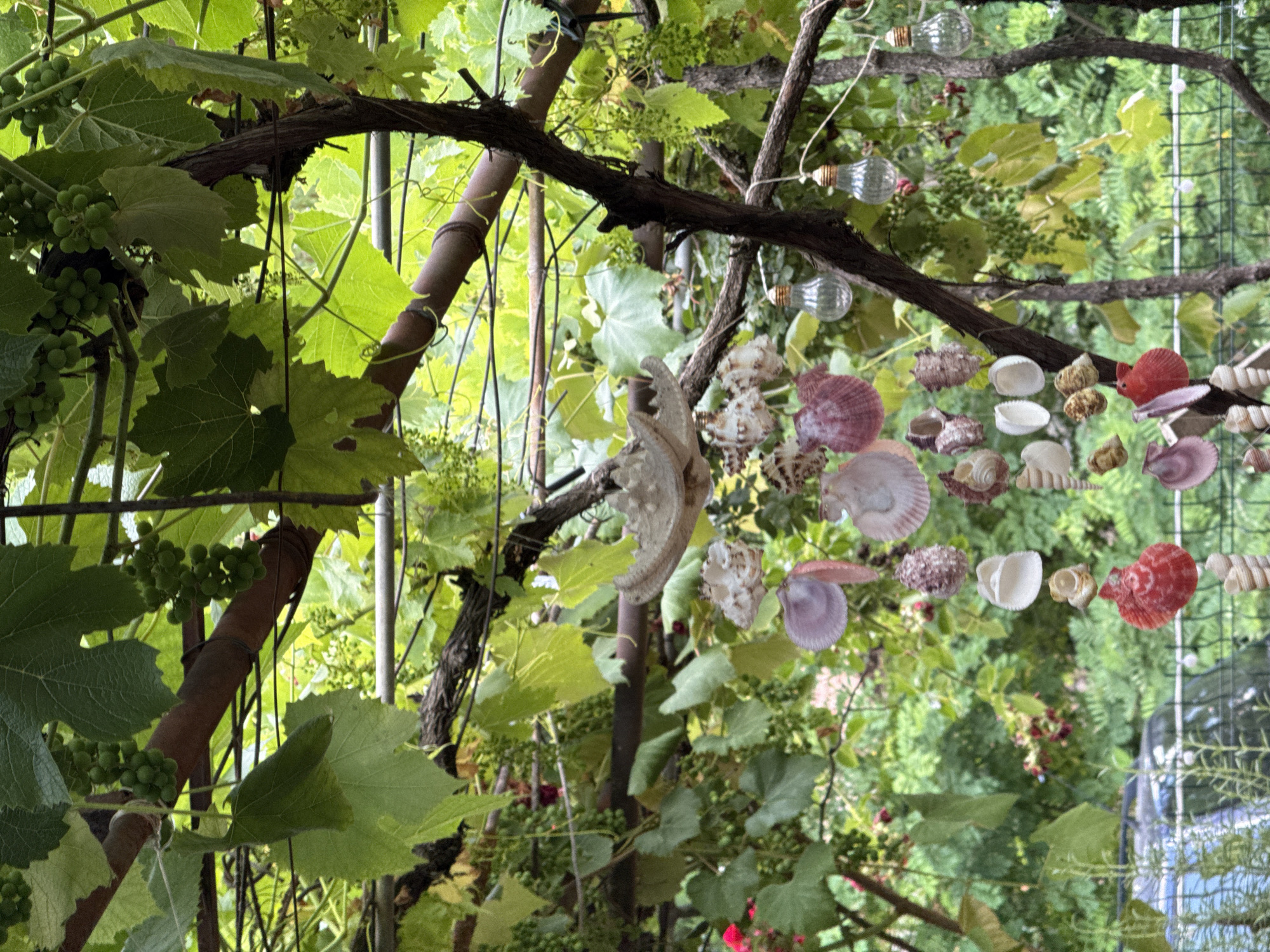 An exterior shot captures a seashell and bulb windchime hanging from a grapevine trellis in Baurene, Bulgaria. The windchime is adorned with various shells, including scallops and conches, in shades of pink, white, and red, along with two clear glass bulbs. Lush green grape leaves and unripe green grapes form a canopy above, with a hint of greenery and a black metal fence visible in the background.