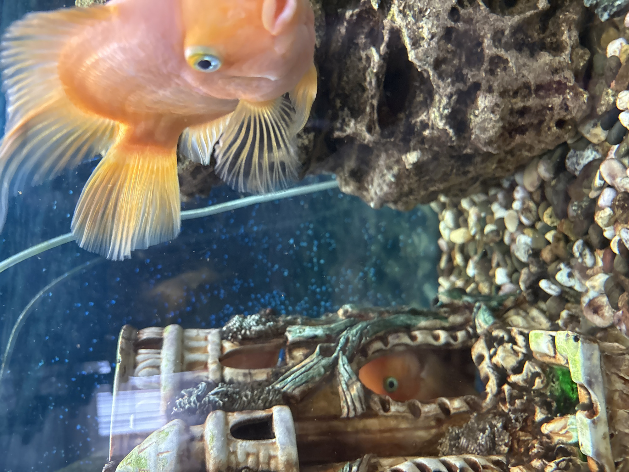 An aquarium contains two orange parrot cichlid fish and a decorative castle structure. One fish is in focus, positioned on the right side of the frame, facing the camera with its mouth slightly open. Its body is a vibrant orange, and its eye is visible with a blue iris. The other fish is partially visible, peeking out from an opening in the castle structure on the left side of the frame. The castle is made of a tan material with weathered detailing, including windows and architectural elements, and appears to have some green algae growth. The substrate of the aquarium consists of small, multicolored pebbles. The background is a dark blue, with small blue bubbles or particulate matter visible throughout the water. The overall scene depicts an underwater environment within an aquarium. The location is specified as Pavlov, Russia.