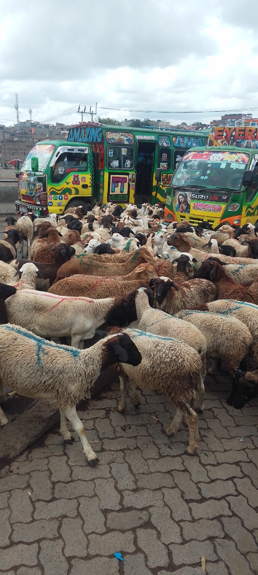 The photograph depicts a large gathering of sheep and goats in an urban environment, specifically near what appear to be matatus, a form of public transport, in Nairobi, Kenya. The sheep and goats are a mix of colors, including white, brown, and black, and some have blue or red markings on their wool. The animals fill a paved area, likely a road or a marketplace, suggesting a commercial context, possibly livestock trade. Behind the livestock are three brightly painted matatus. The first has the word "AMAZING" on top and "Faithful God" and "PARADISE" written on the side. The middle bus has the letters "FT" on the side. The third matatu has "EYERE" written above the windshield and the words "FORWARD SACCO" on the front of the bus. The background includes buildings, indicating a city setting. The sky is overcast.