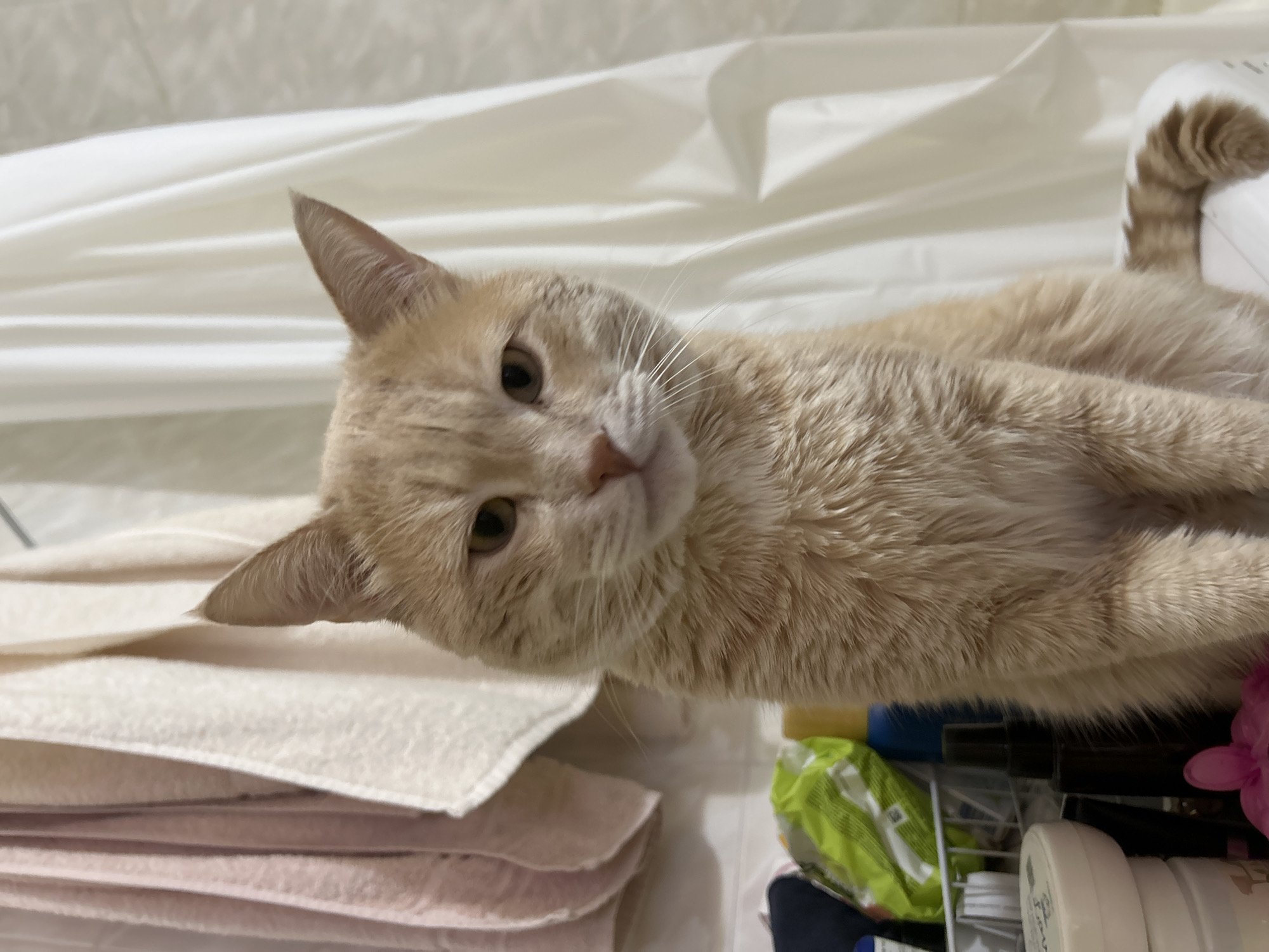 A ginger cat is sitting in what appears to be a bathroom. The cat is facing forward, with its ears perked up. The background consists of a shower curtain and some towels. There are also some toiletries and other items on a shelf below the cat. There is no indication of the location being in Moscow, Russia.