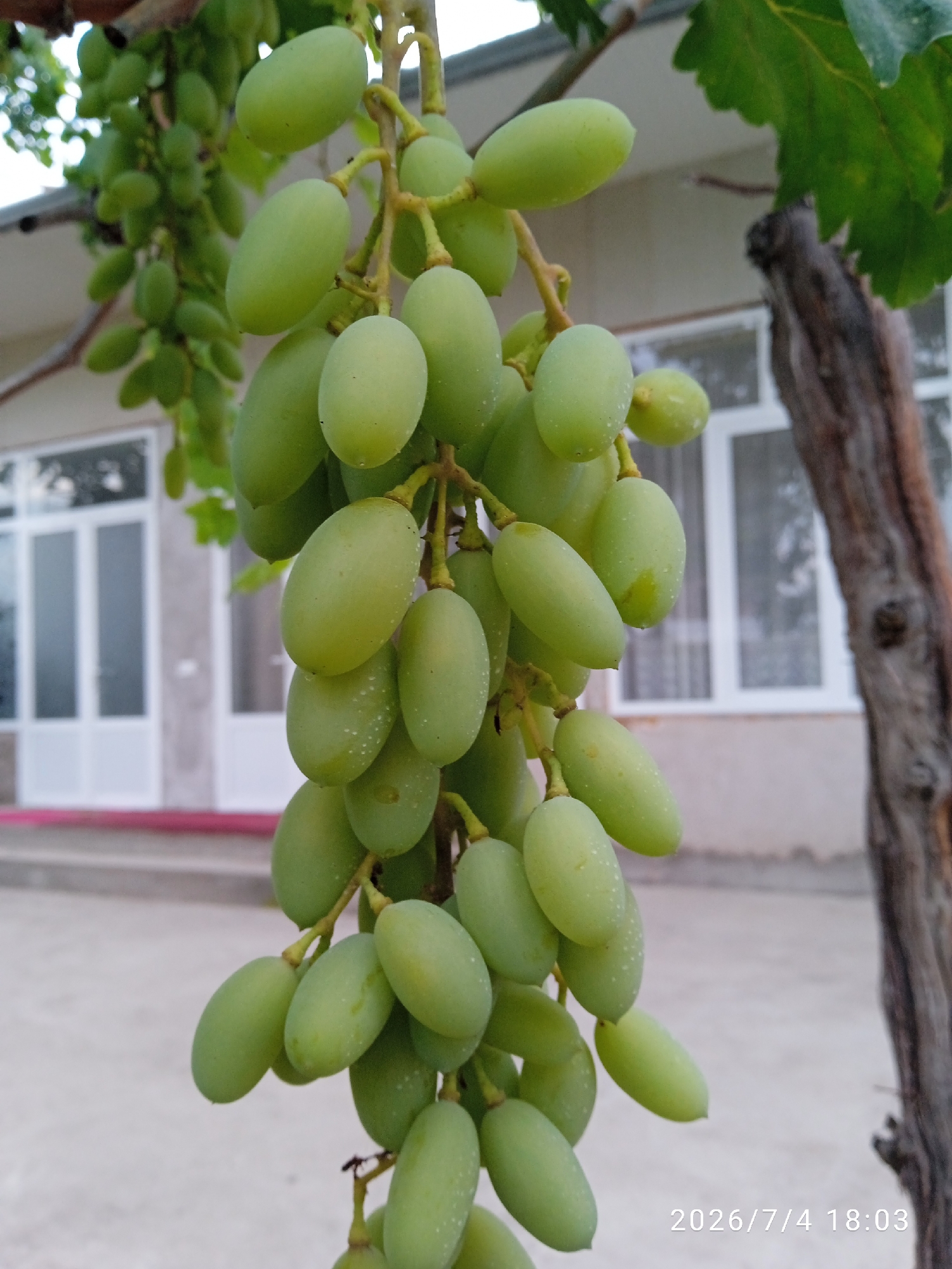 A close-up, vertical shot captures a bunch of light green grapes hanging from a vine. The grapes are plump and oval-shaped, with a slight dusting of water droplets visible on their surfaces. The background is blurred, showing hints of a building with white doors and windows, and a weathered tree trunk to the right. A date and time stamp, "2026/7/4 18:03", is visible in the lower right corner of the image. The overall scene suggests an outdoor setting, possibly a garden or vineyard, with the focus sharply on the fruit.
